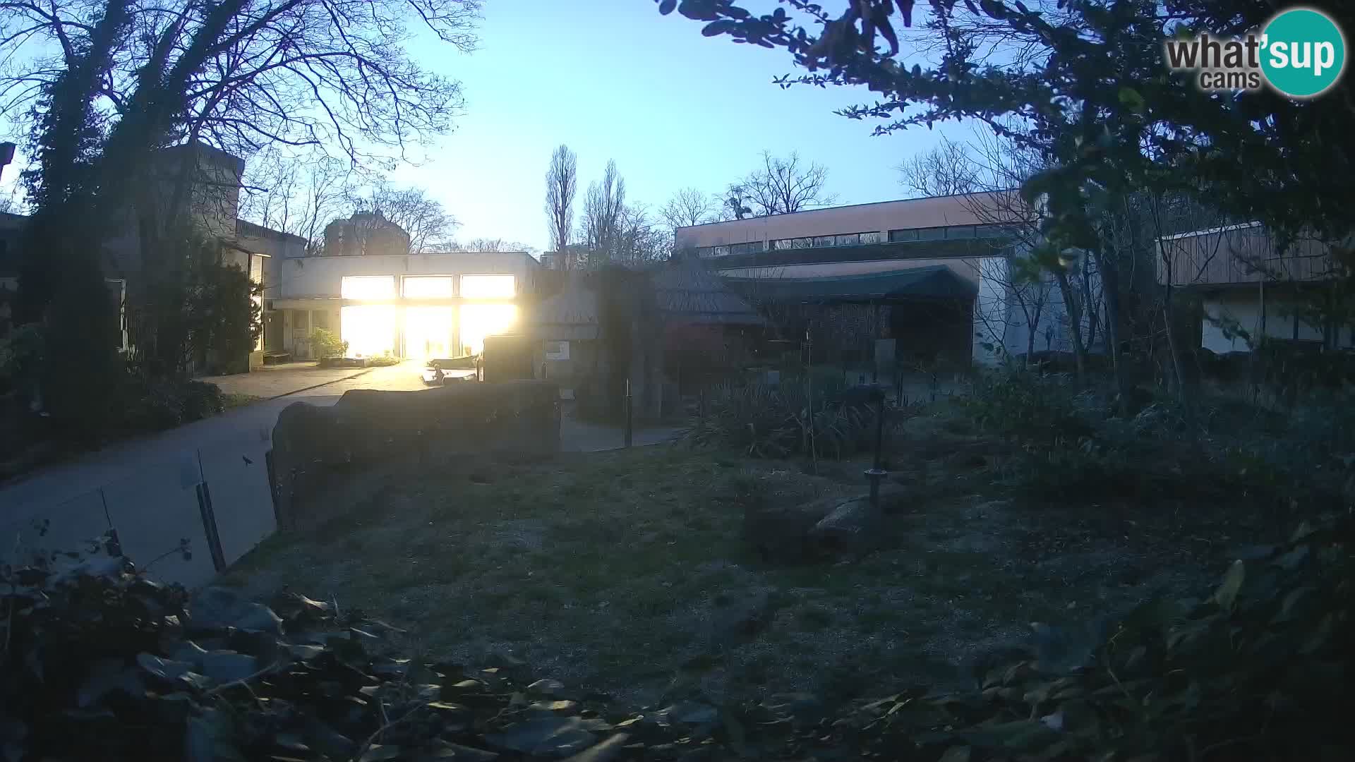 Zoo Zagreb – Suricate