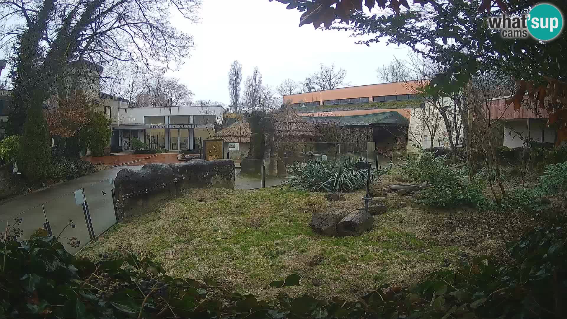 Zoo Zagreb – Surikate