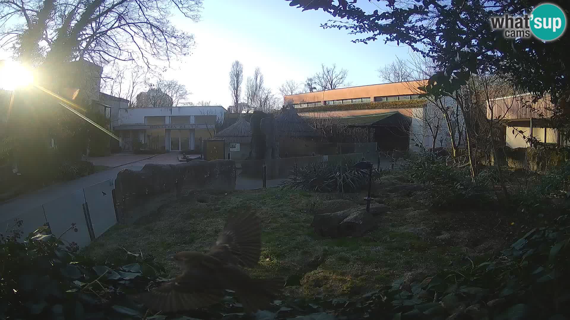 Zoo Zagreb – Suricata