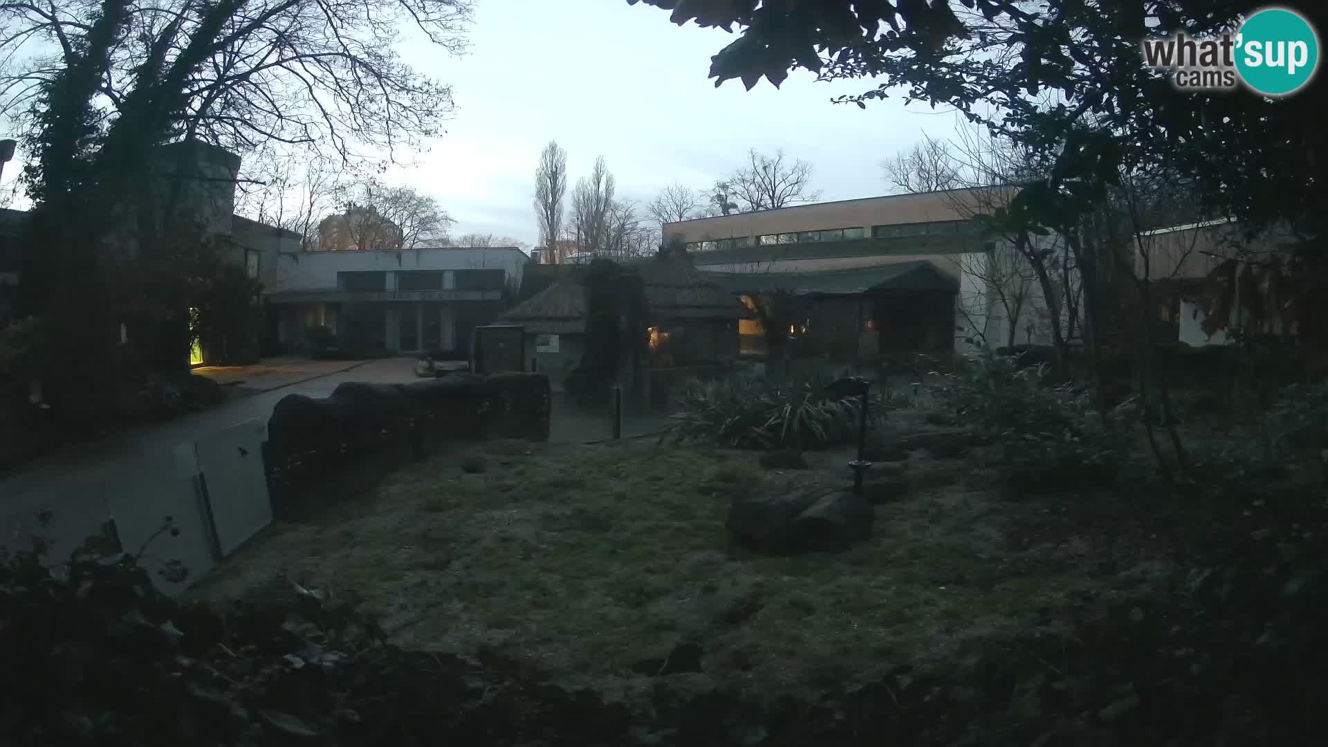 Zoo Zagreb – Merkat