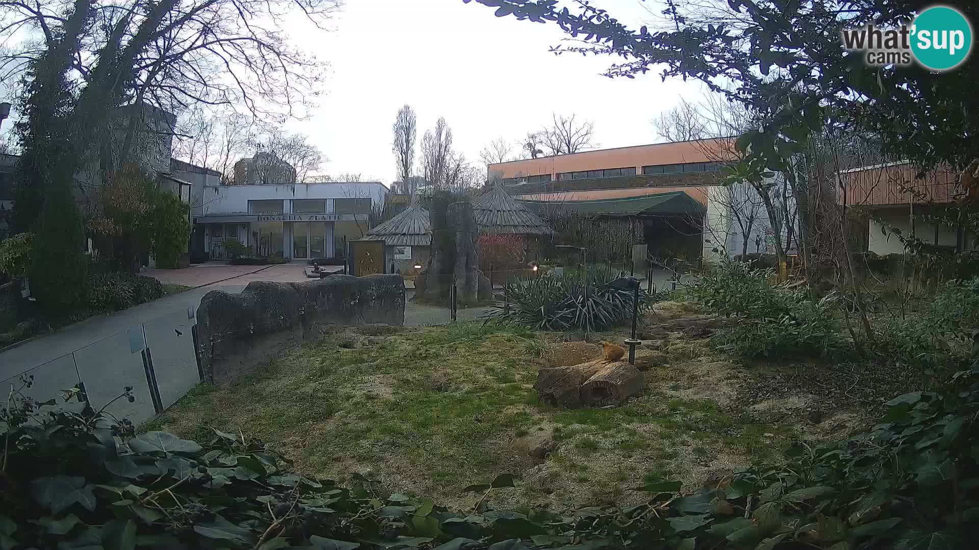 Zoo Zagreb – Suricata