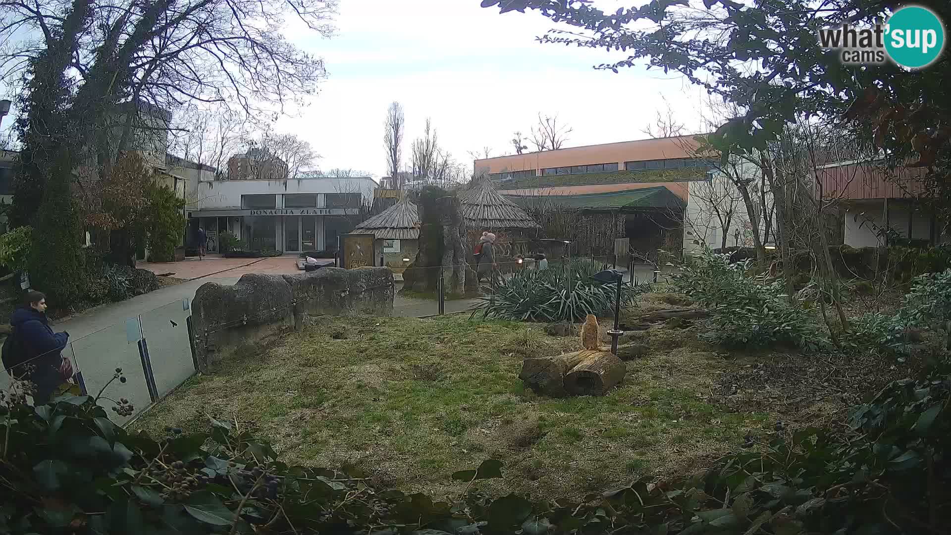 Zoo Zagreb – Merkat