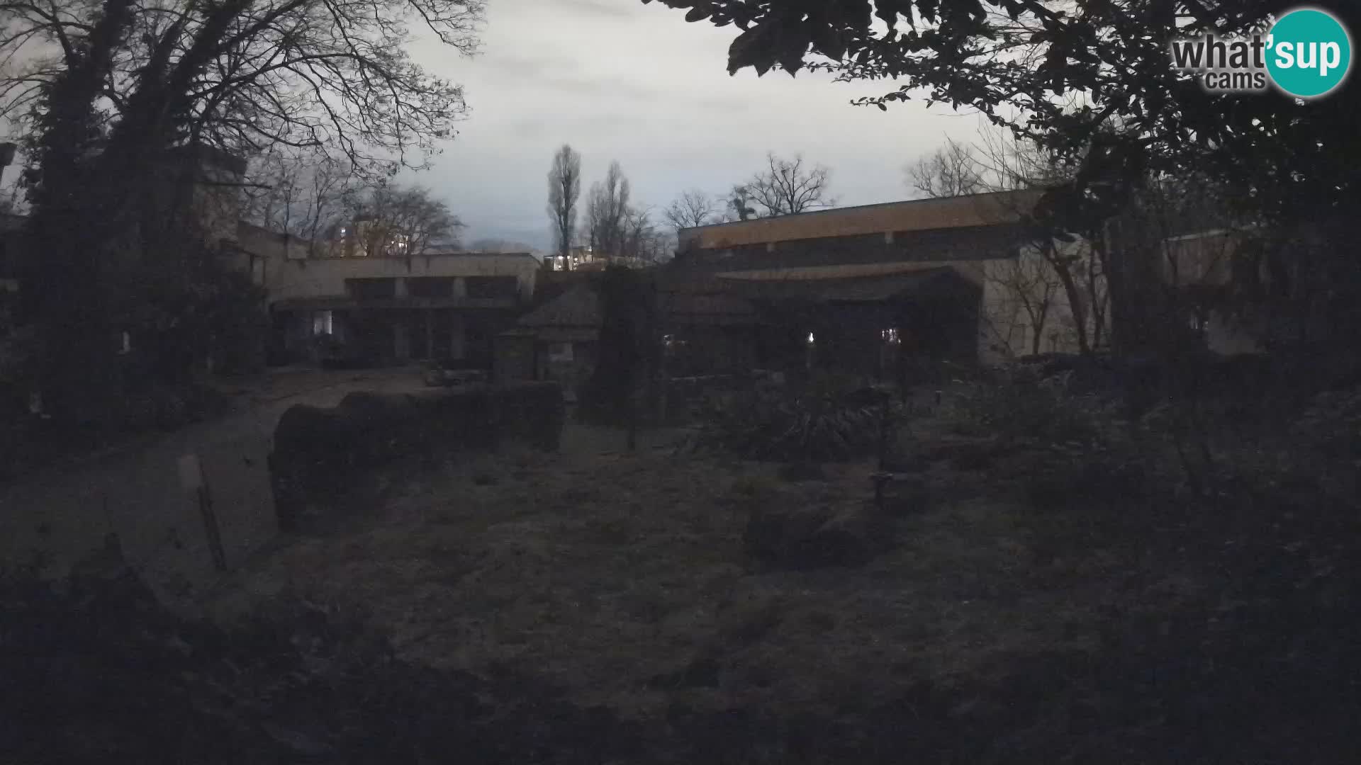 Zoo Zagreb – Suricate