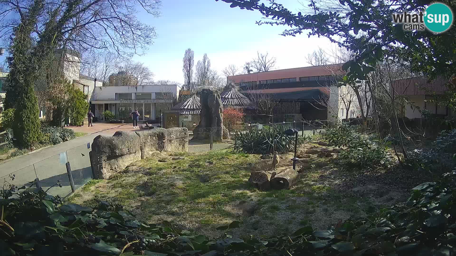 Zoo Zagreb – Erdmännchen