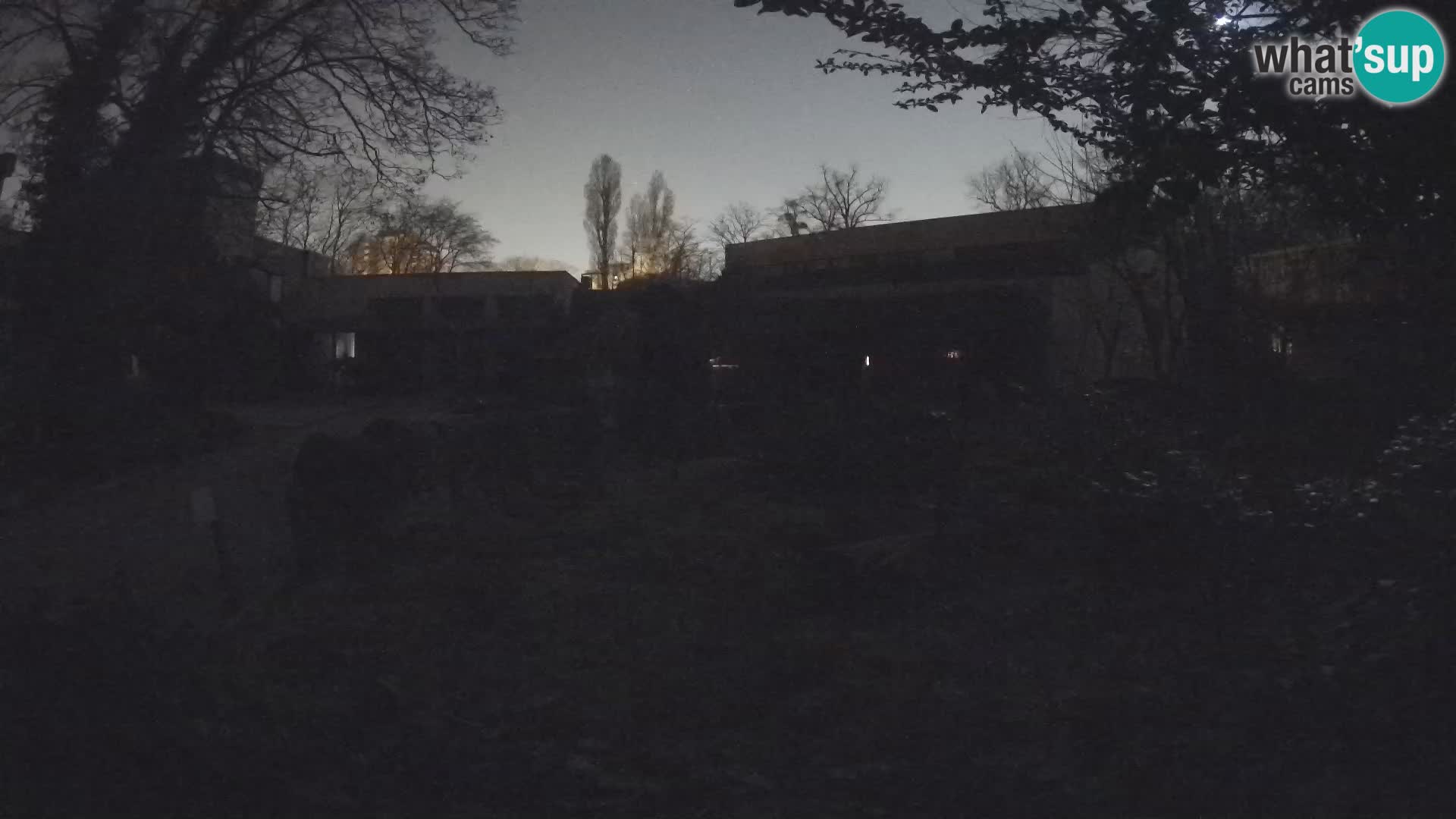 Zoo Zagreb – Suricate