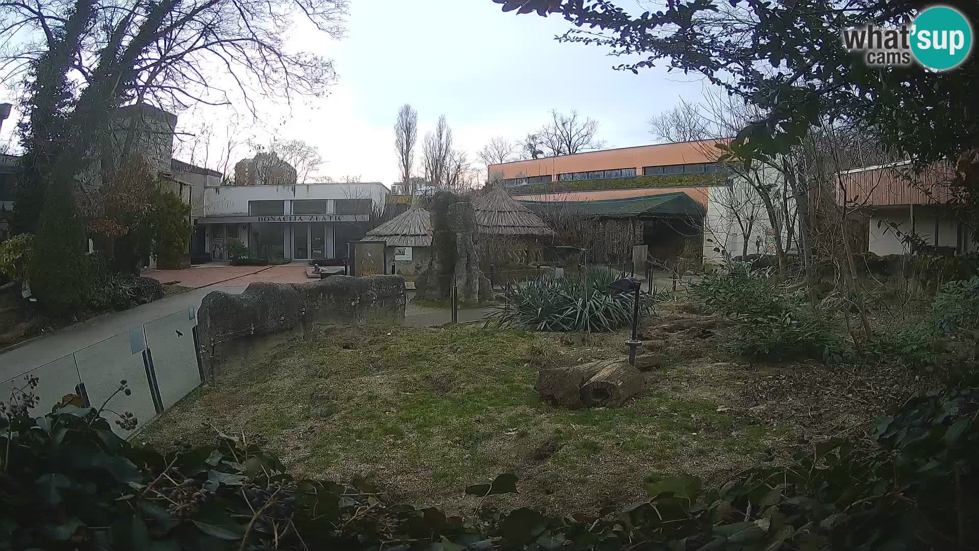 Zoo Zagreb – Suricata