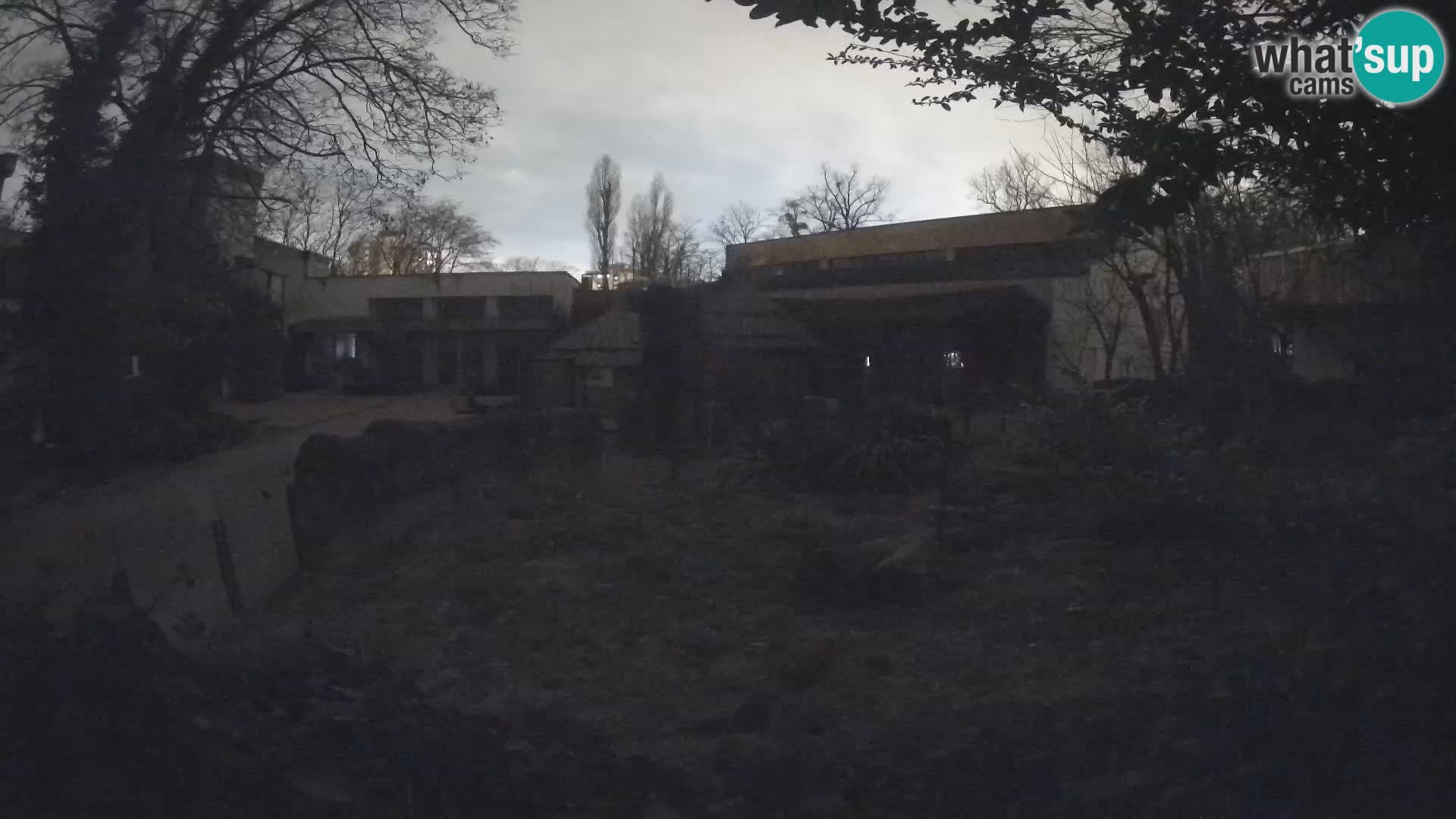 Zoo Zagreb – Suricata