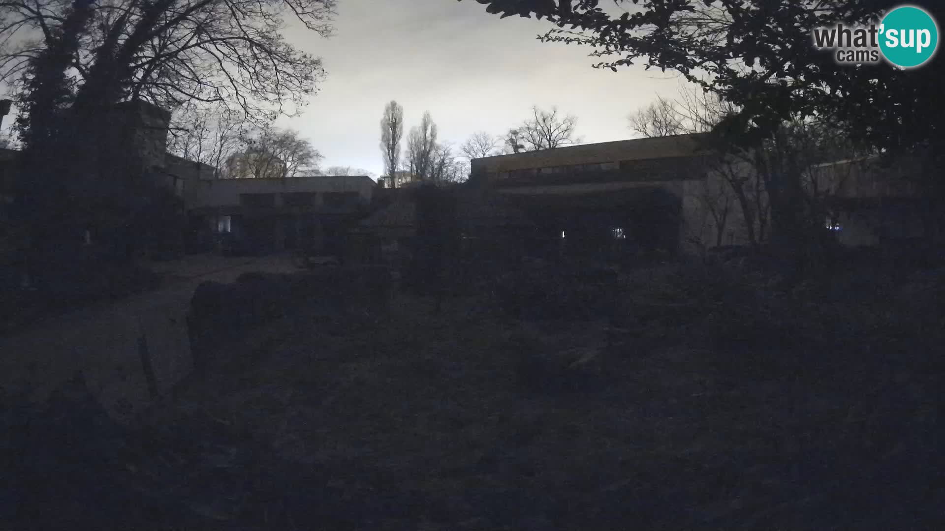 Zoo Zagreb – Suricata