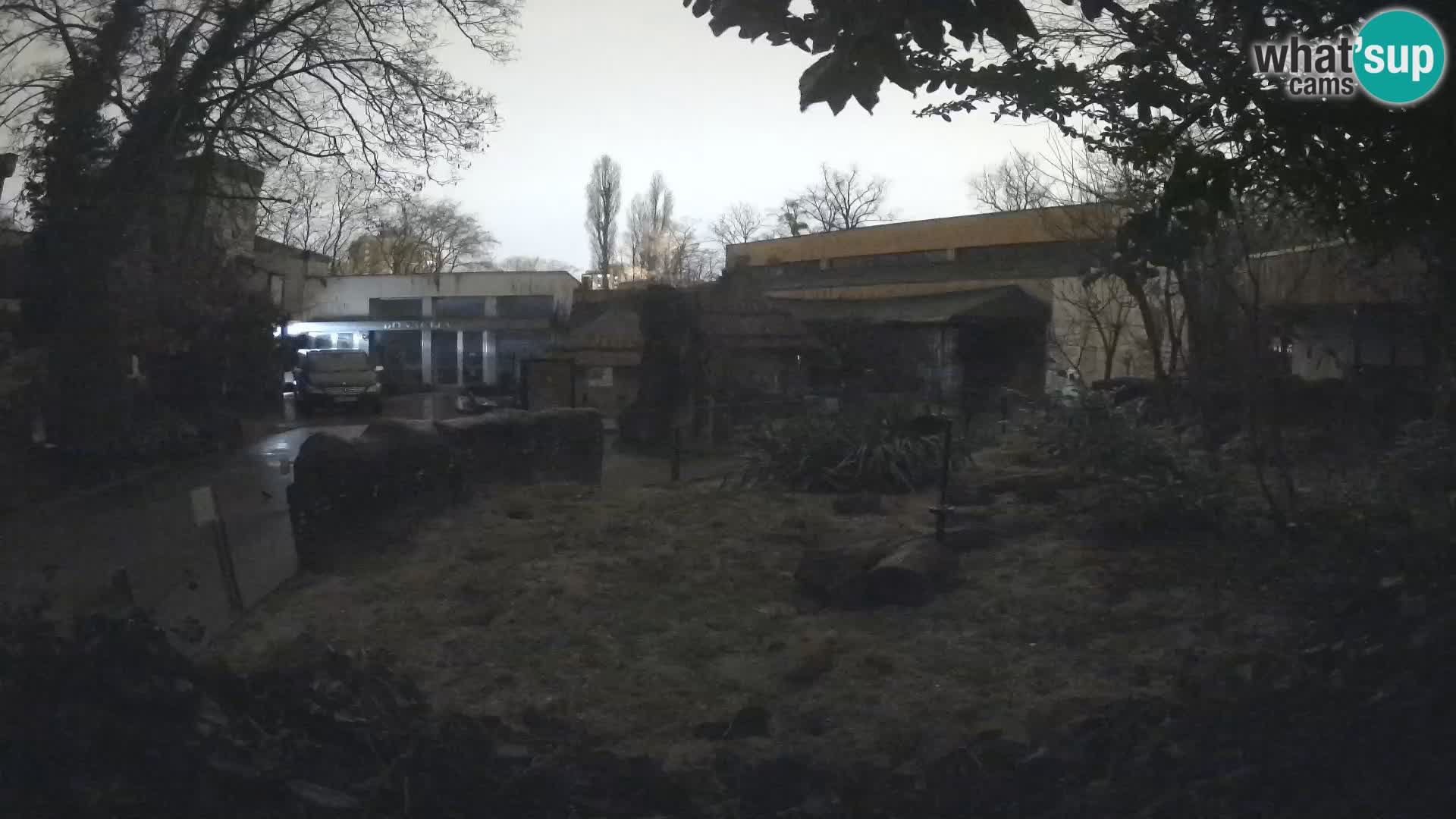 Zoo Zagreb – Suricate