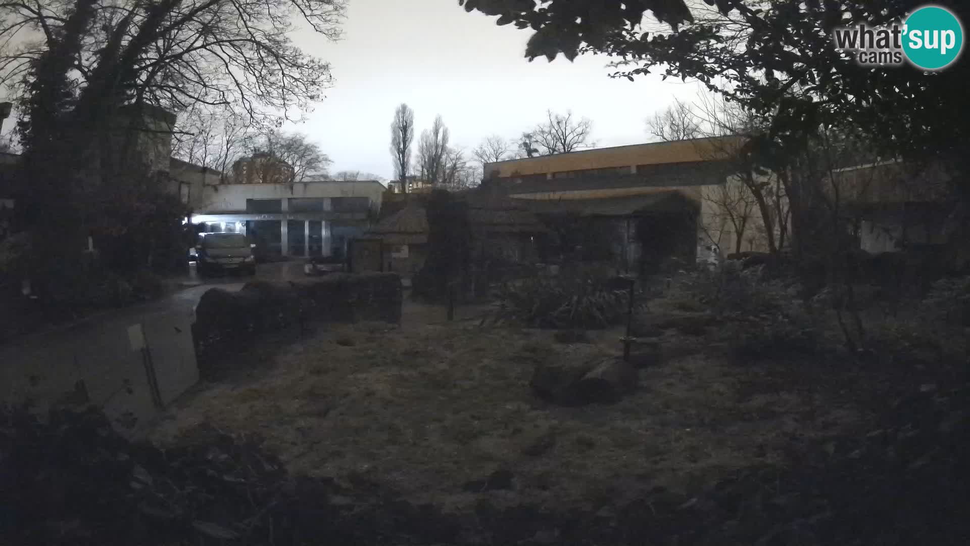 Zoo Zagreb – Suricata