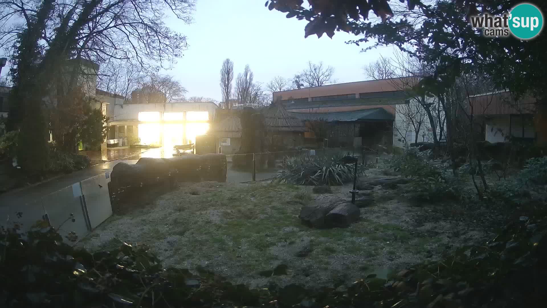 Zoo Zagreb – Surikate