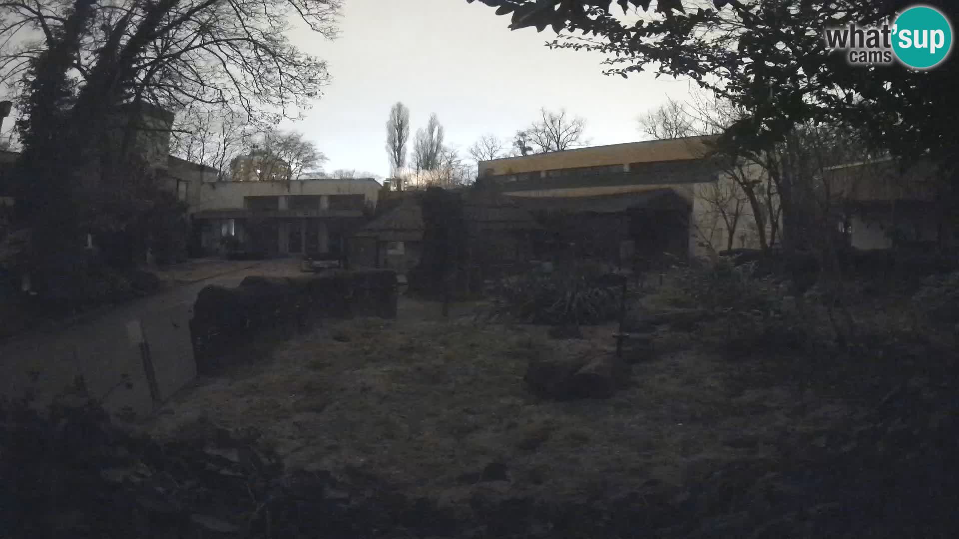 Zoo Zagreb – Merkat