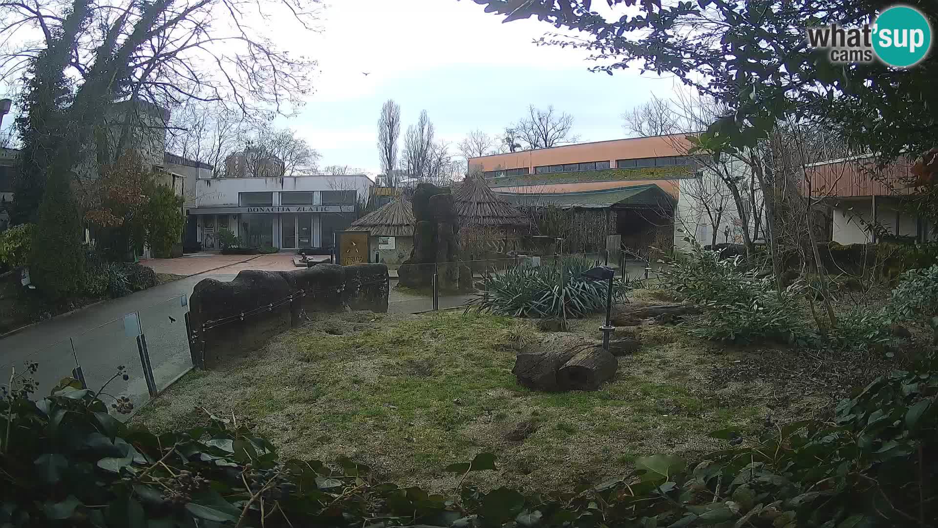 Zoo Zagreb – Suricata