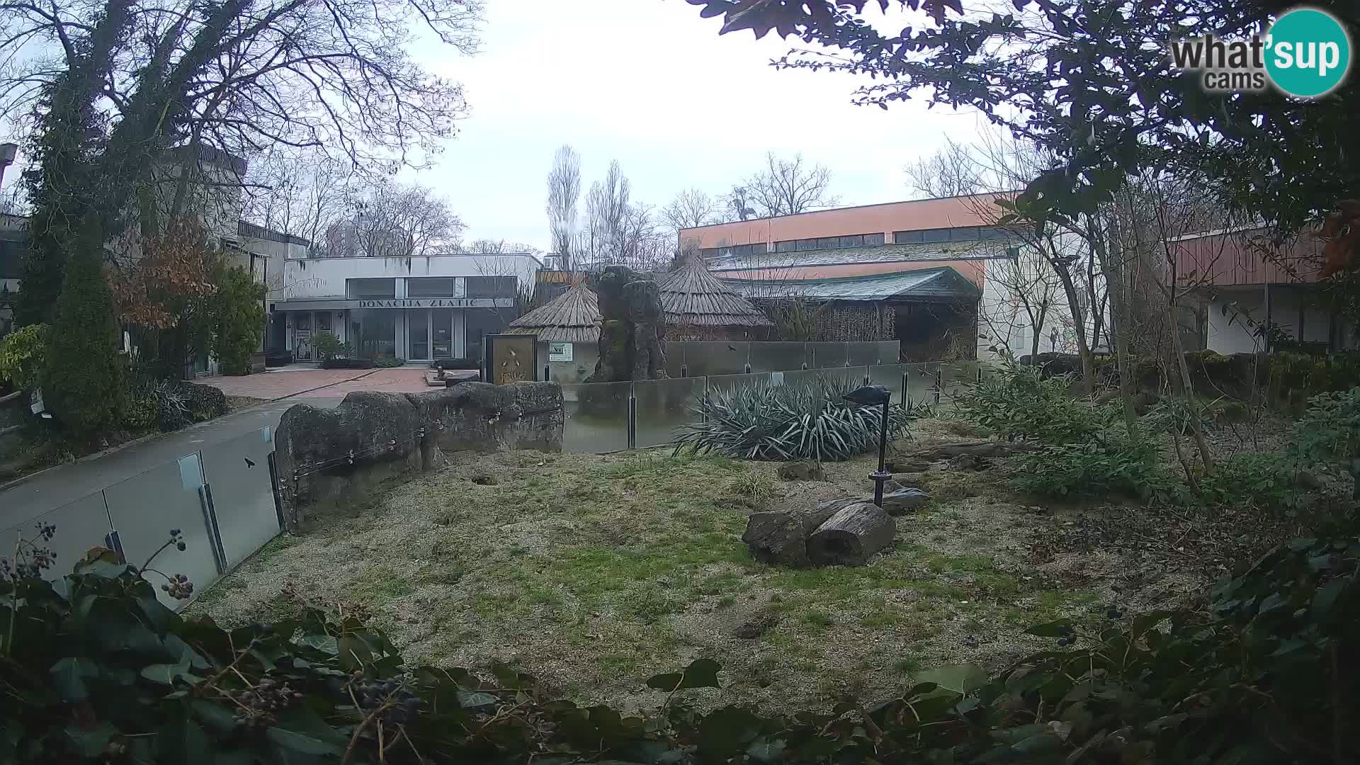 Zoo Zagreb – Suricate