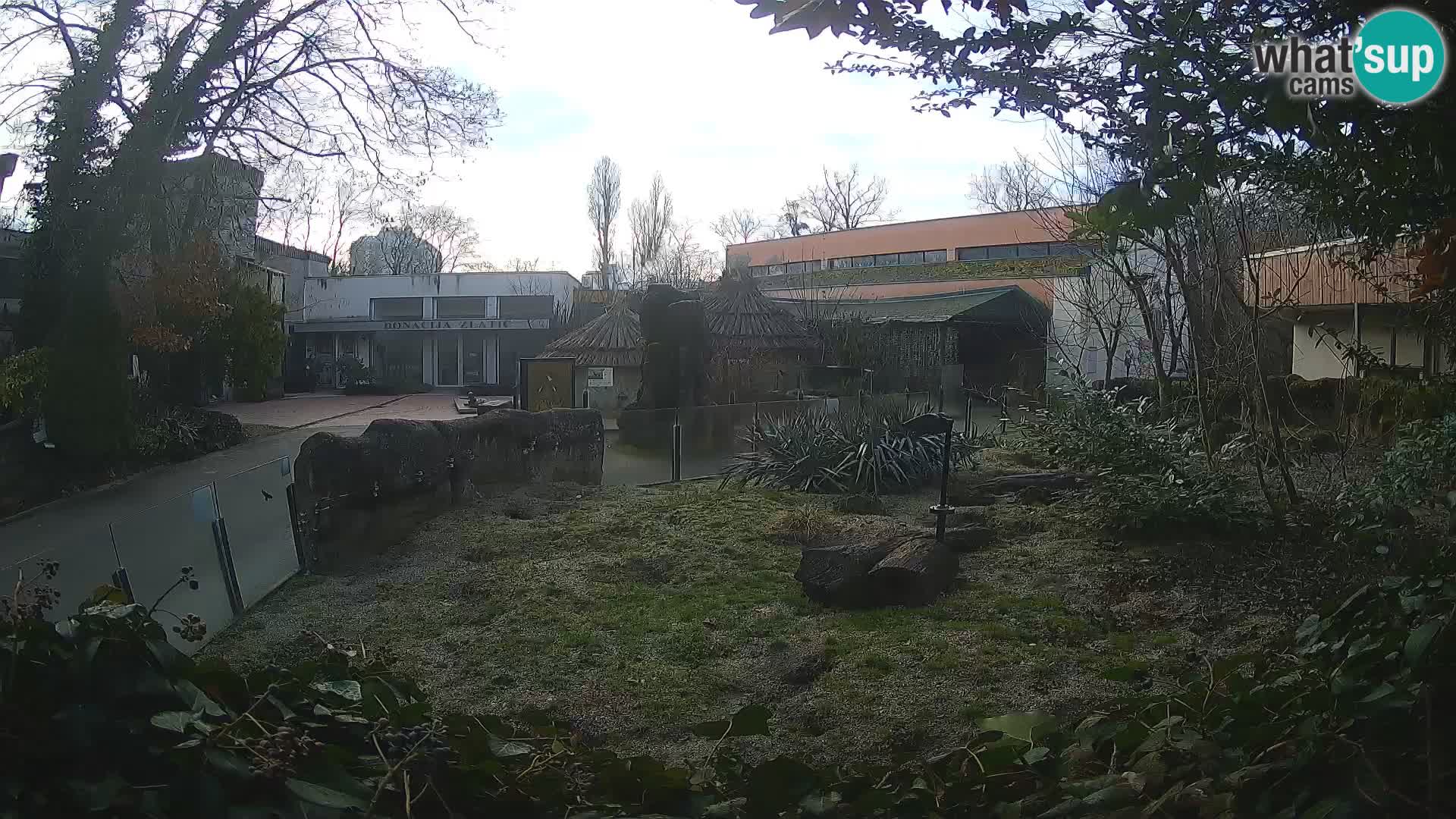 Zoo Zagreb – Suricata