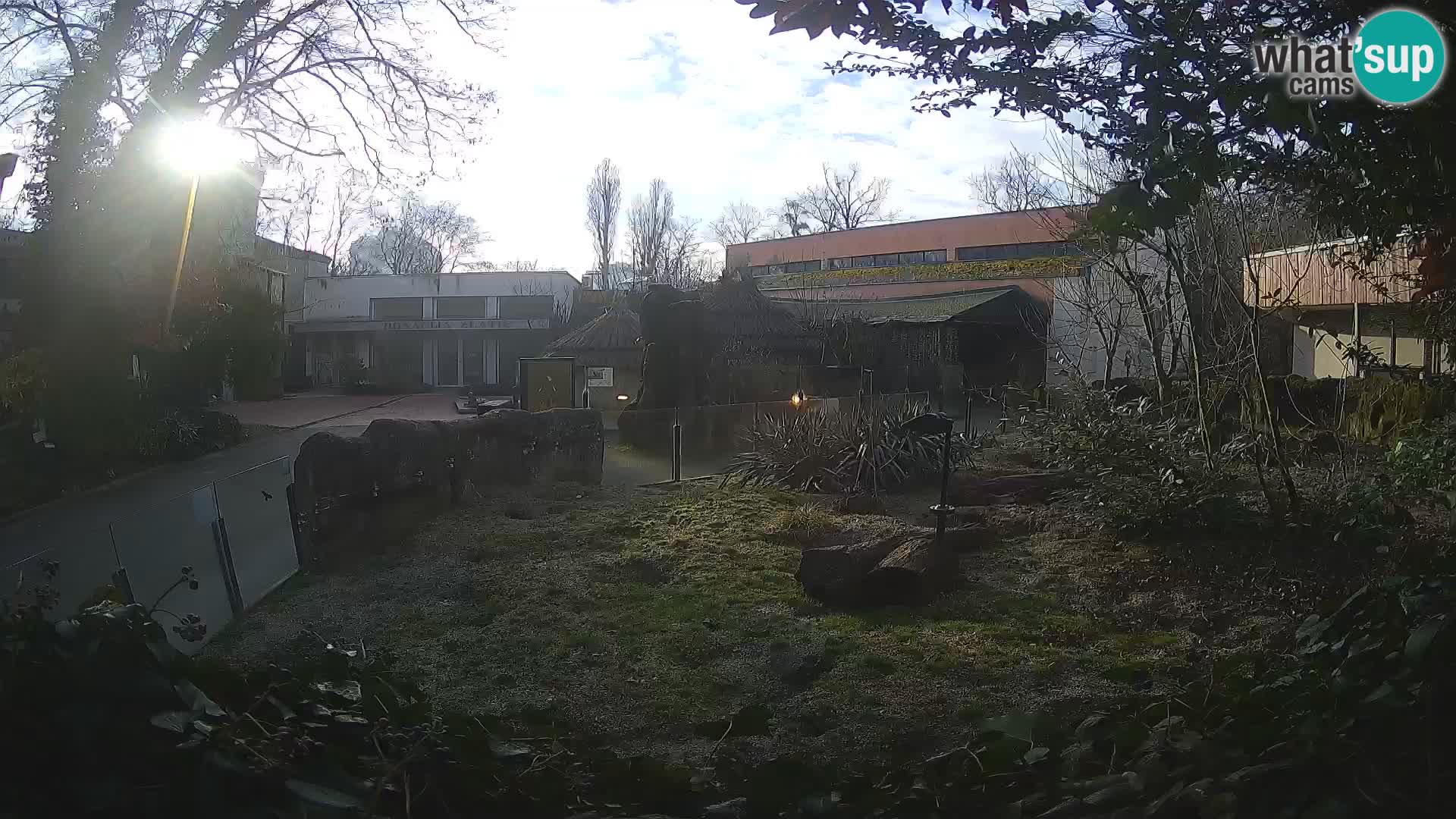 Zoo Zagreb – Suricate