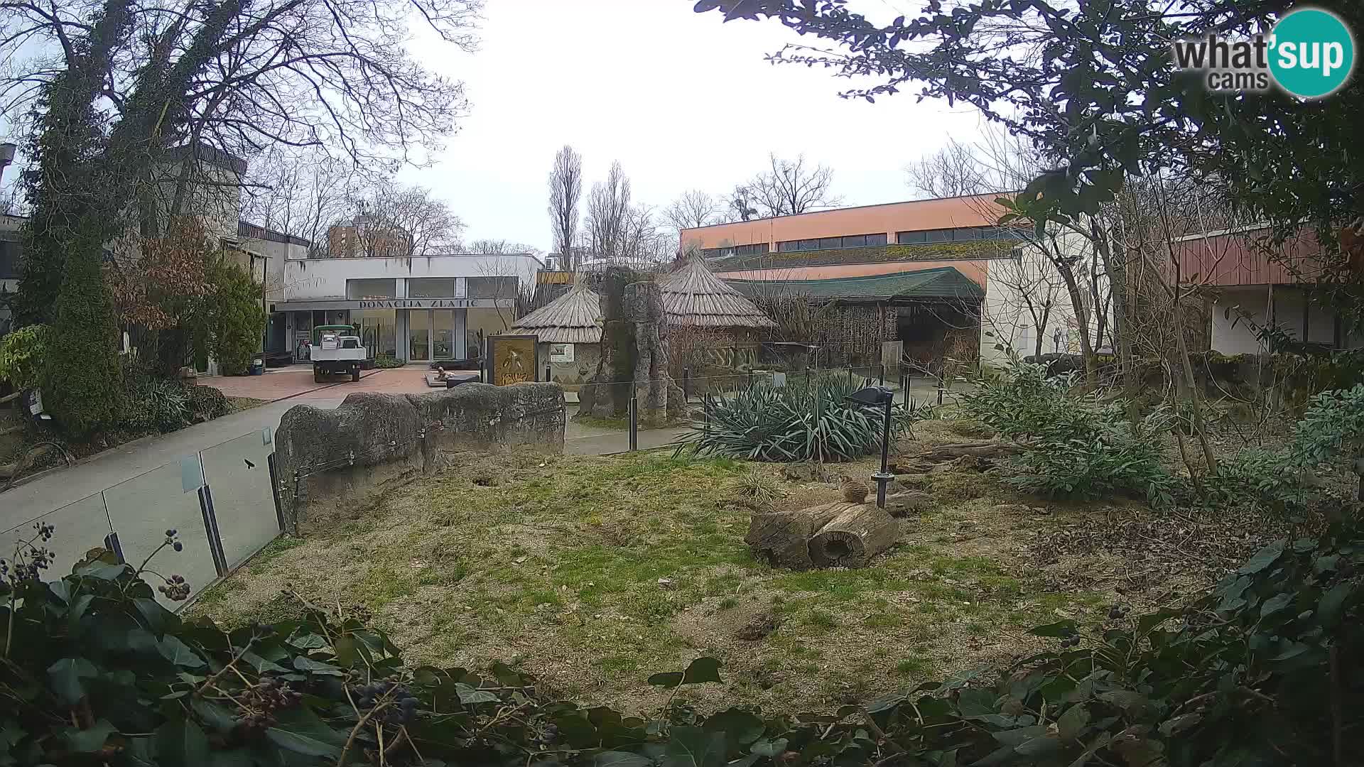 Zoo Zagreb – Surikate