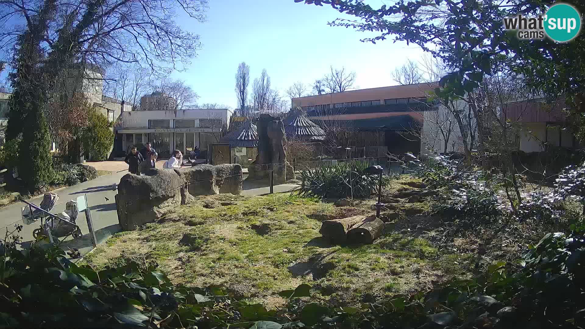 Zoo Zagreb – Suricata