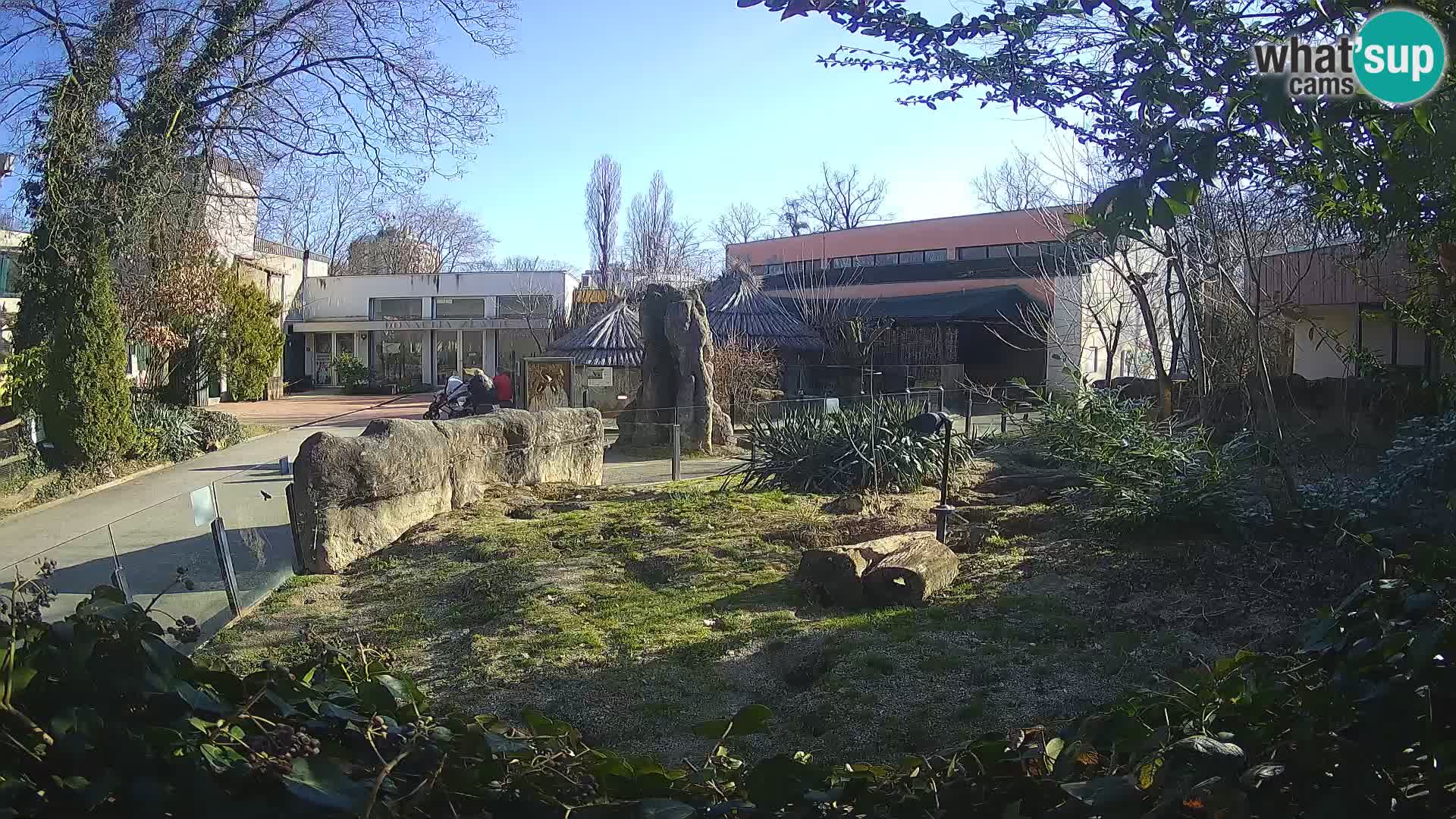 Zoo Zagreb – Suricata