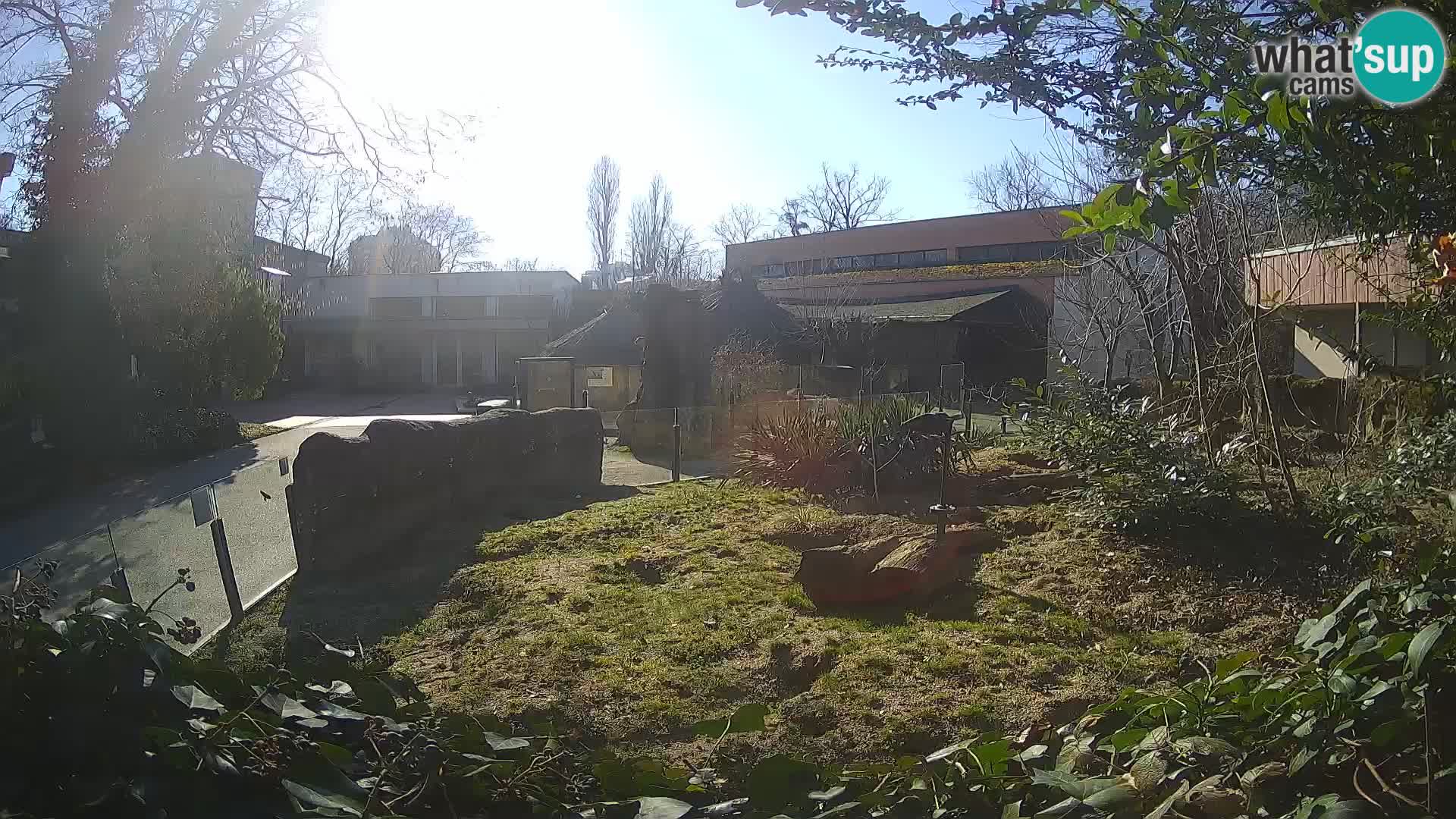 Zoo Zagreb – Erdmännchen