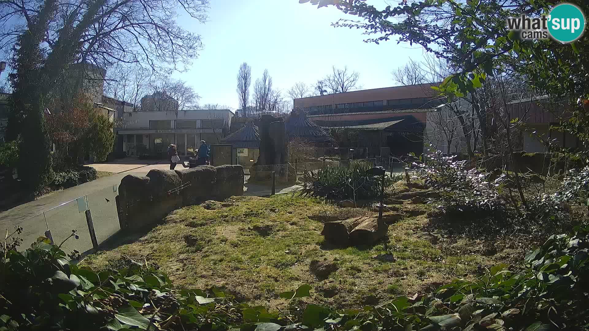 Zoo Zagreb – Surikate