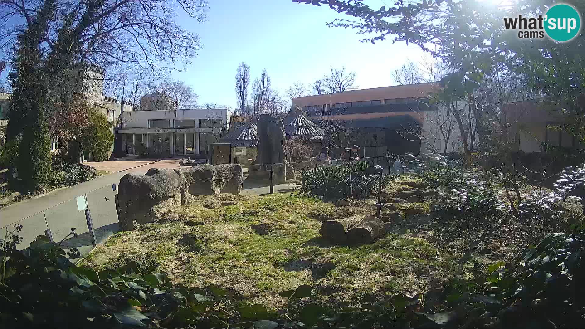 Zoo Zagreb – Suricate