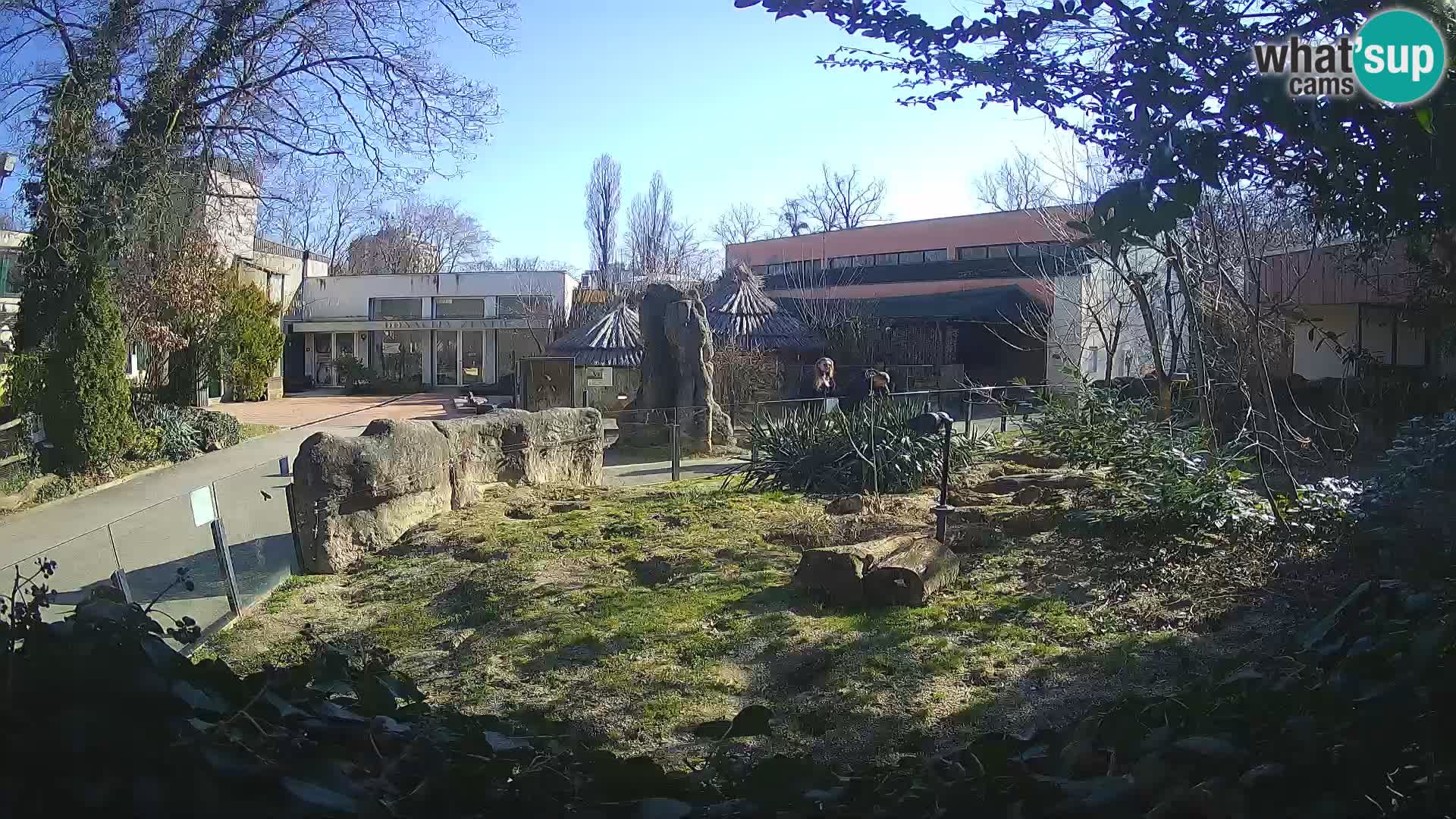 Zoo Zagreb – Surikate