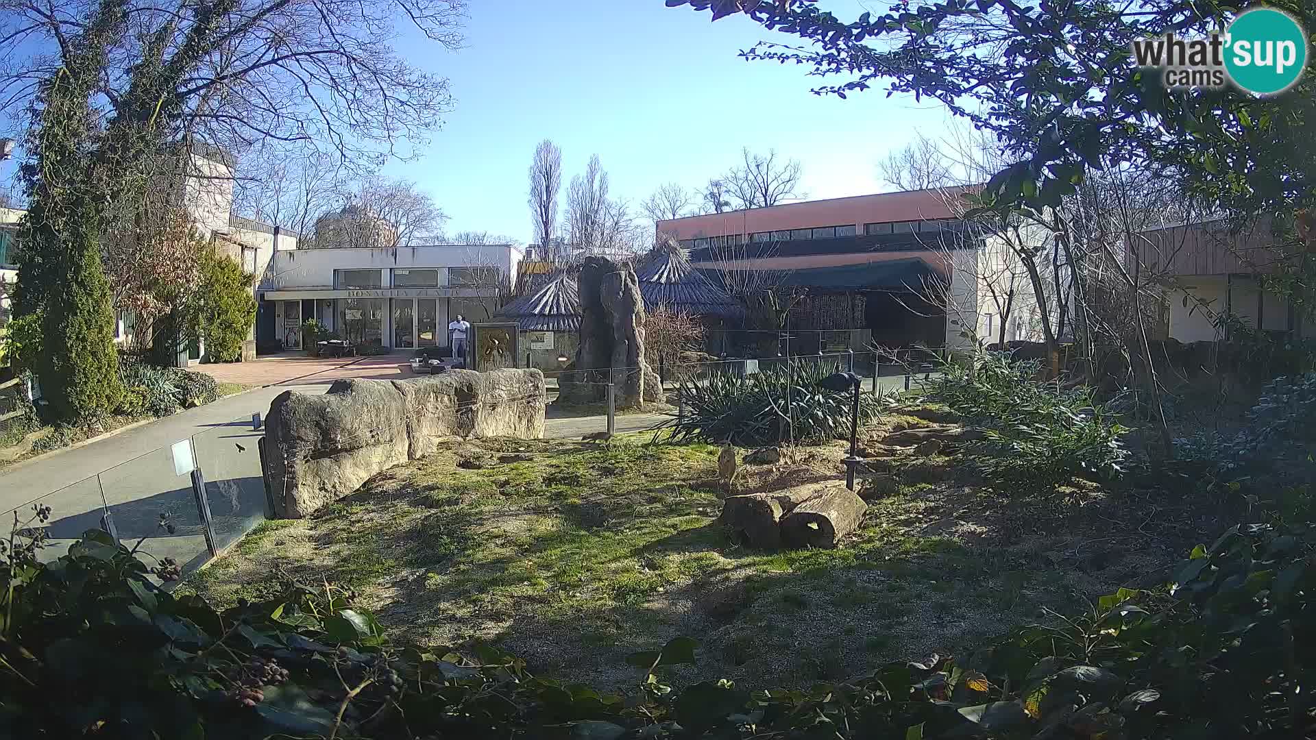 Zoo Zagreb – Suricata