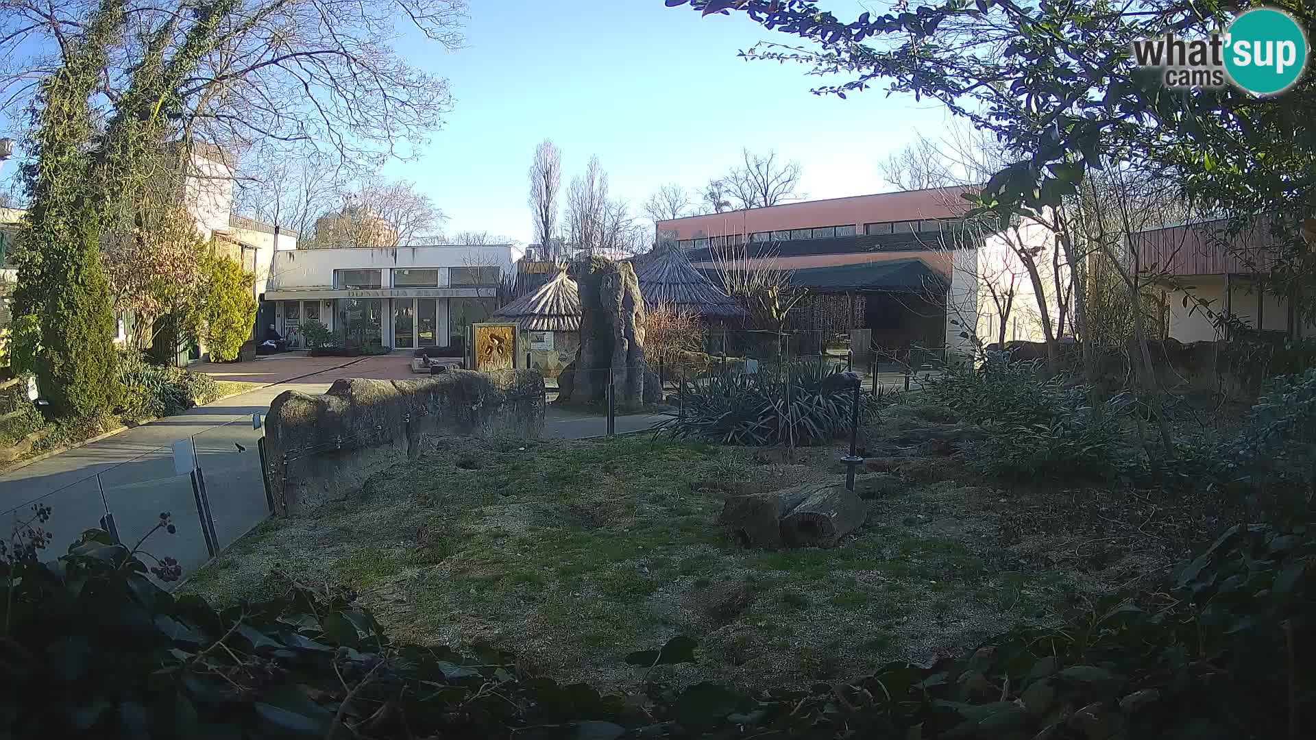 Zoo Zagreb – Suricate