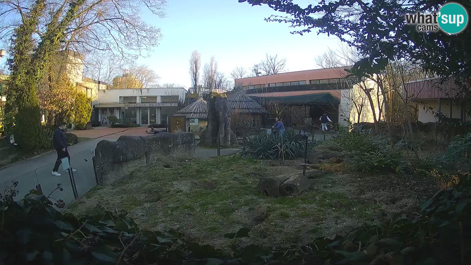 Zoo Zagreb – Suricata