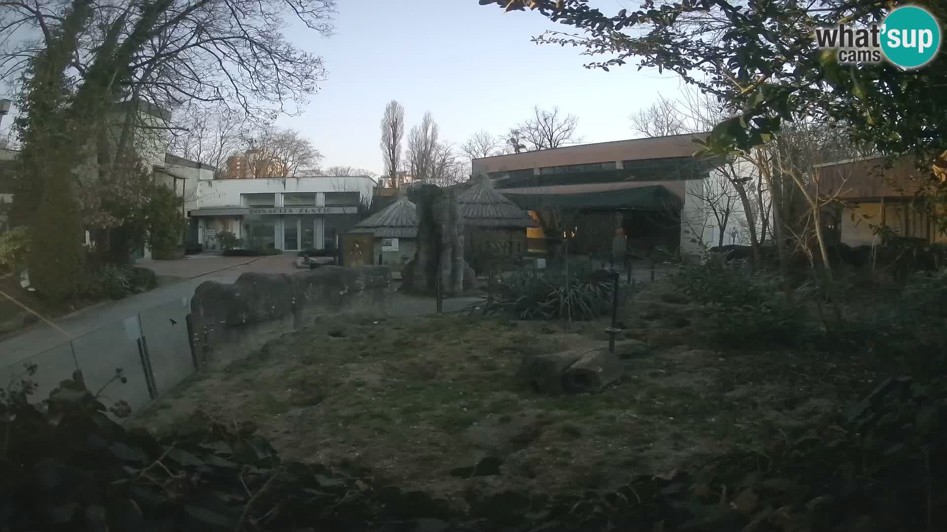 Zoo Zagreb – Suricata