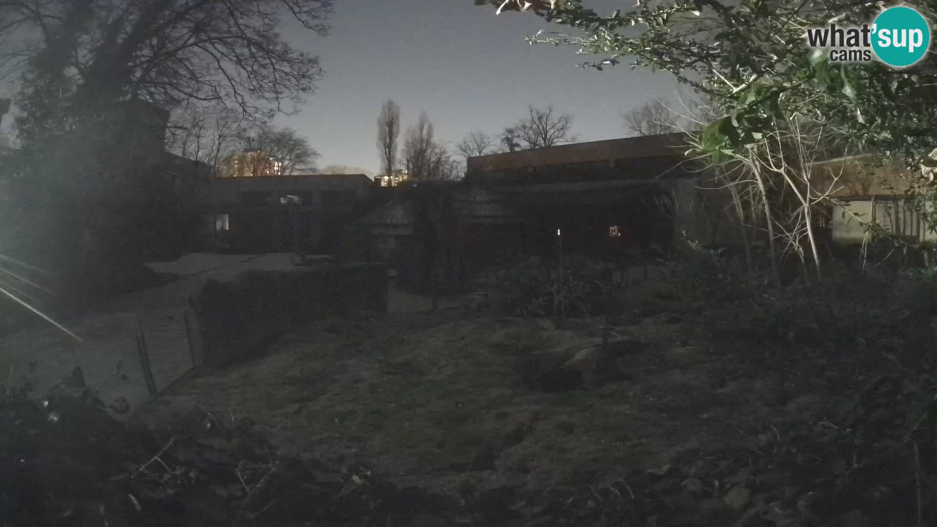 Zoo Zagreb – Suricate