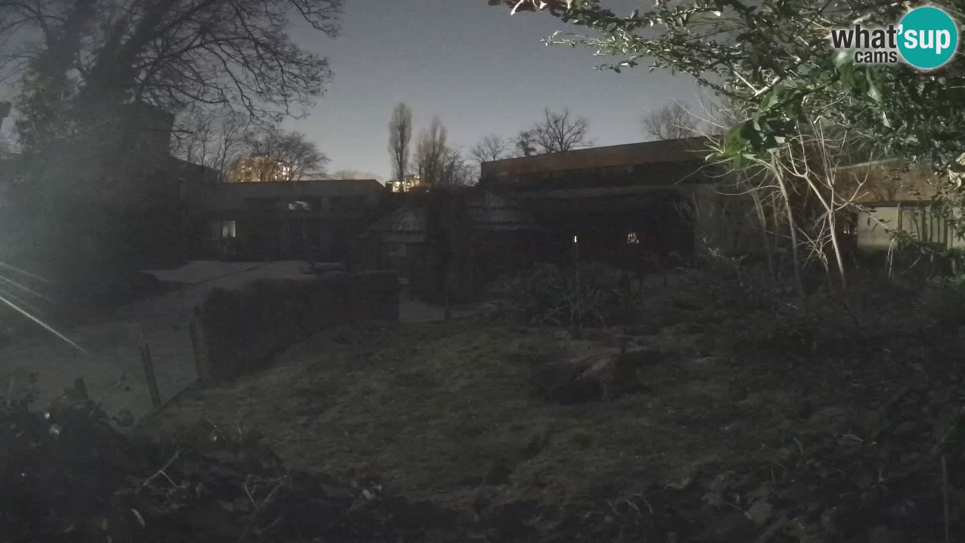 Zoo Zagreb – Suricata