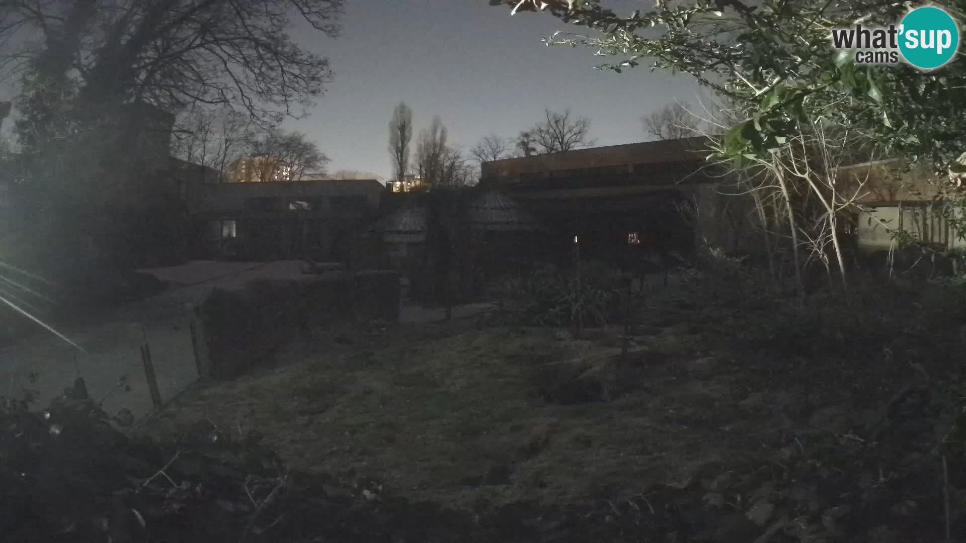 Zoo Zagreb – Suricata