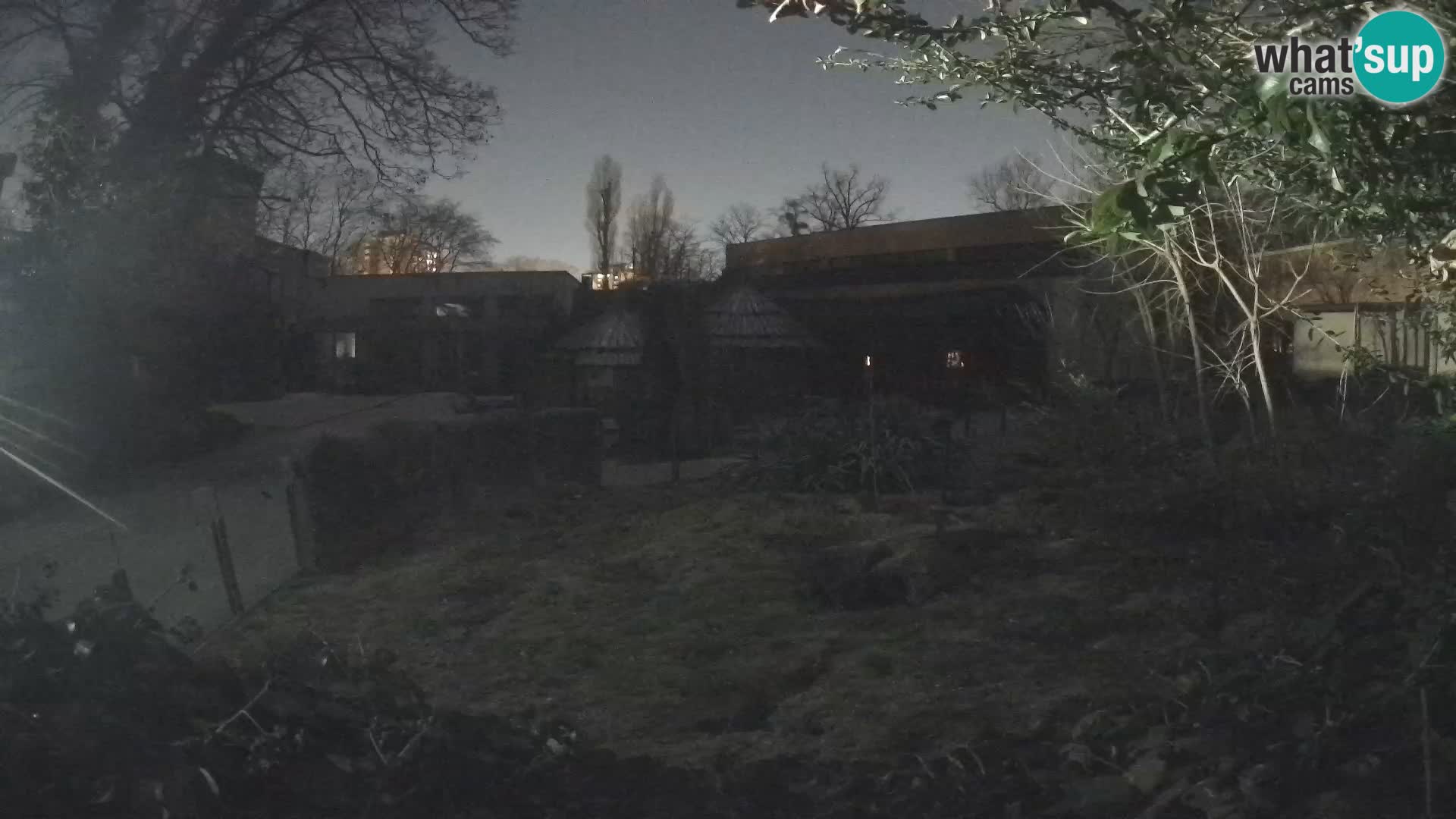 Zoo Zagreb – Suricate