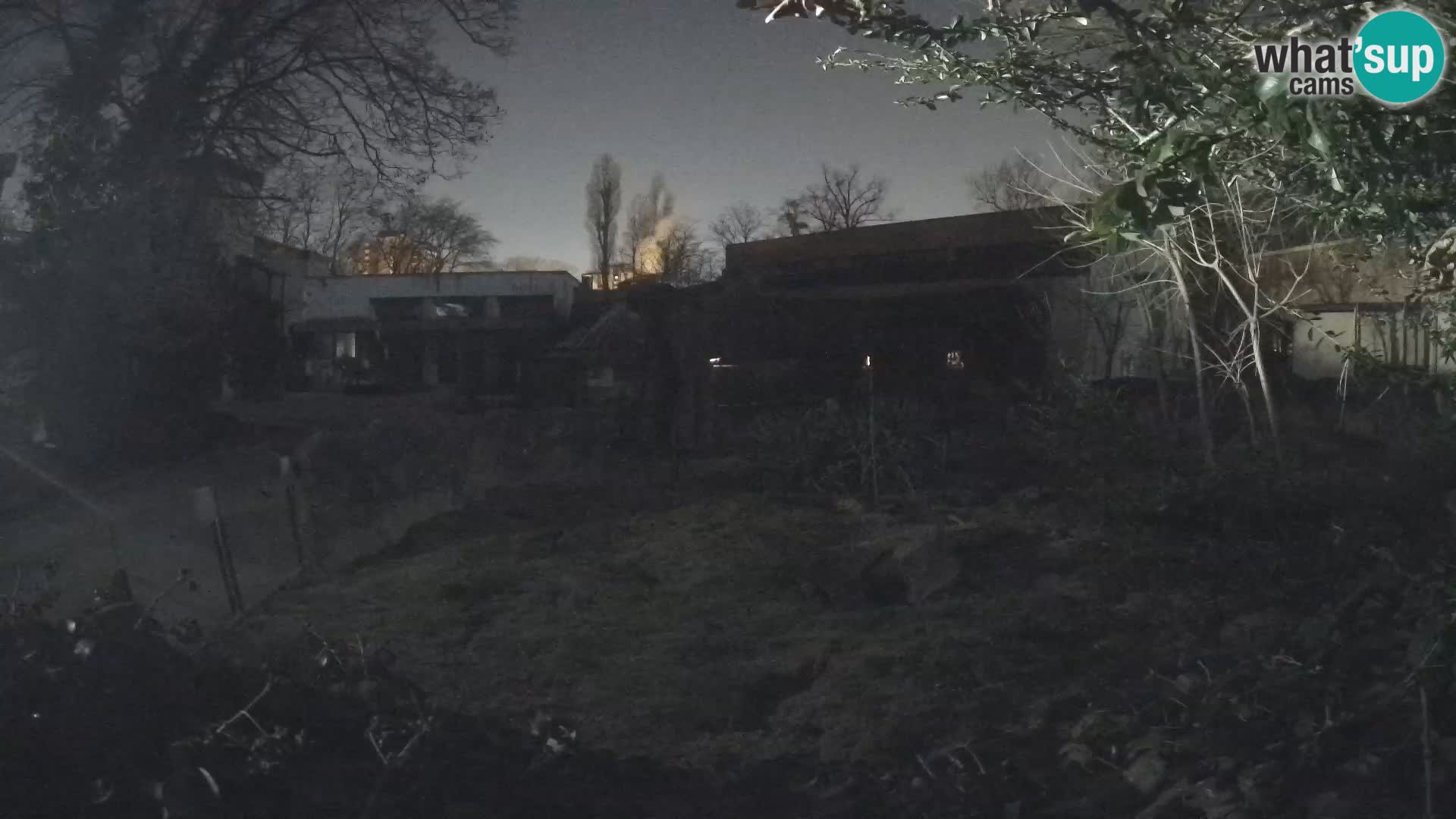 Zoo Zagreb – Suricata