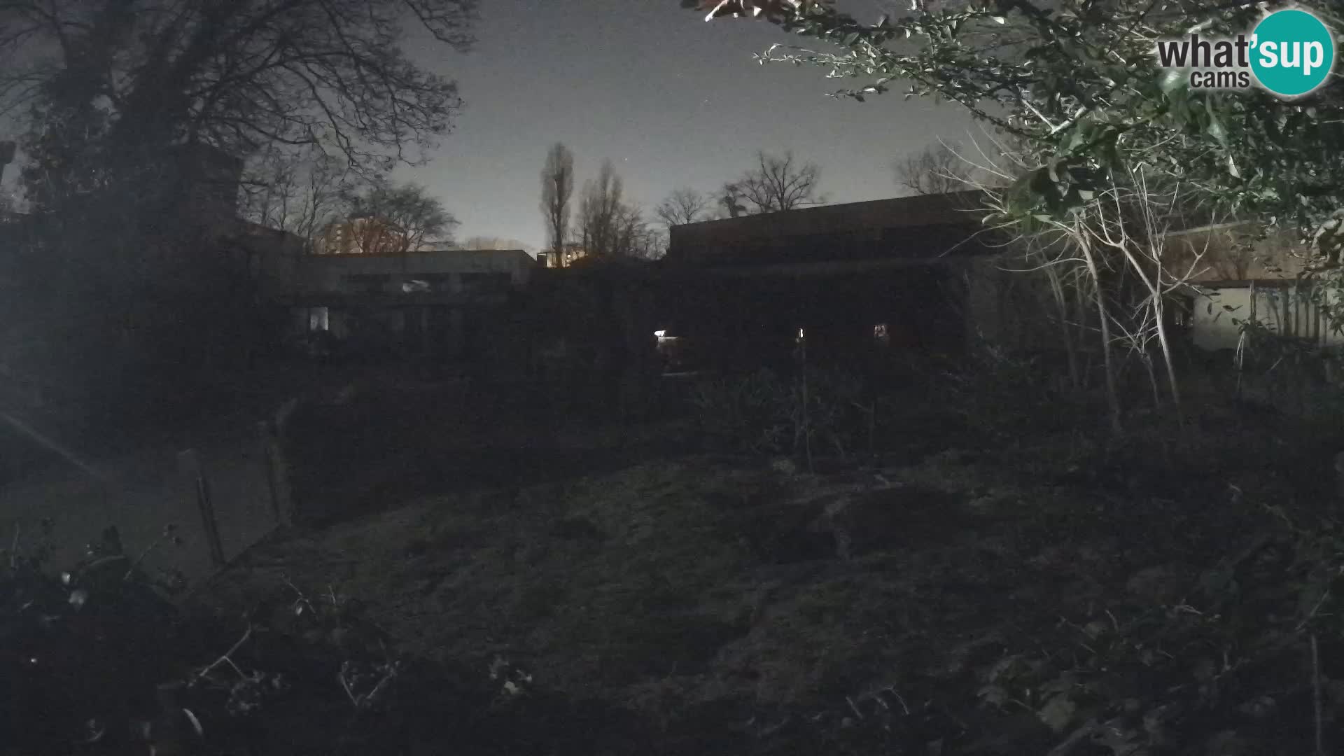 Zoo Zagreb – Suricate