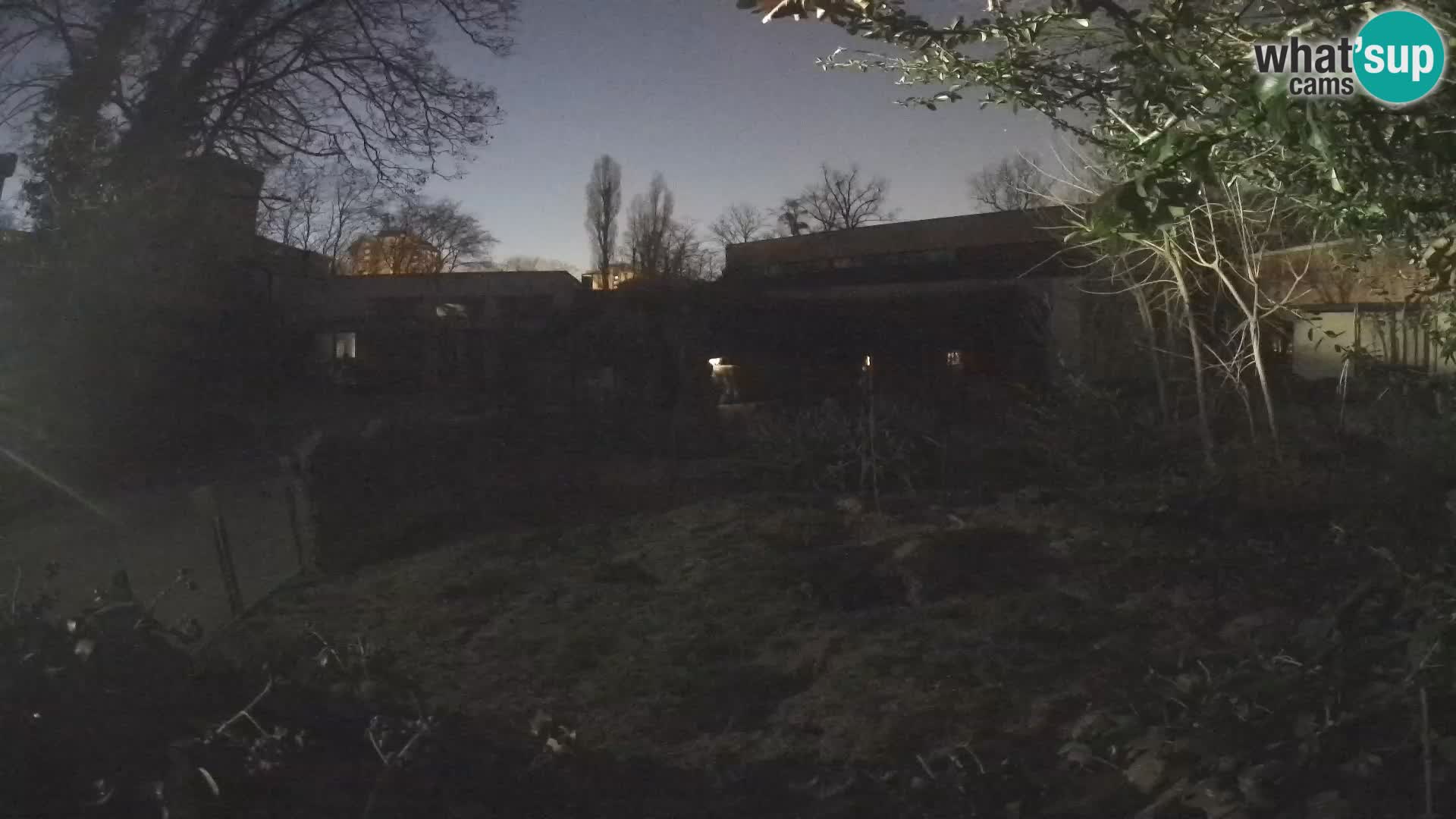 Zoo Zagreb – Suricate