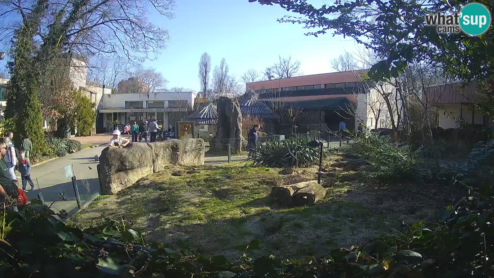 Zoo Zagreb – Suricata