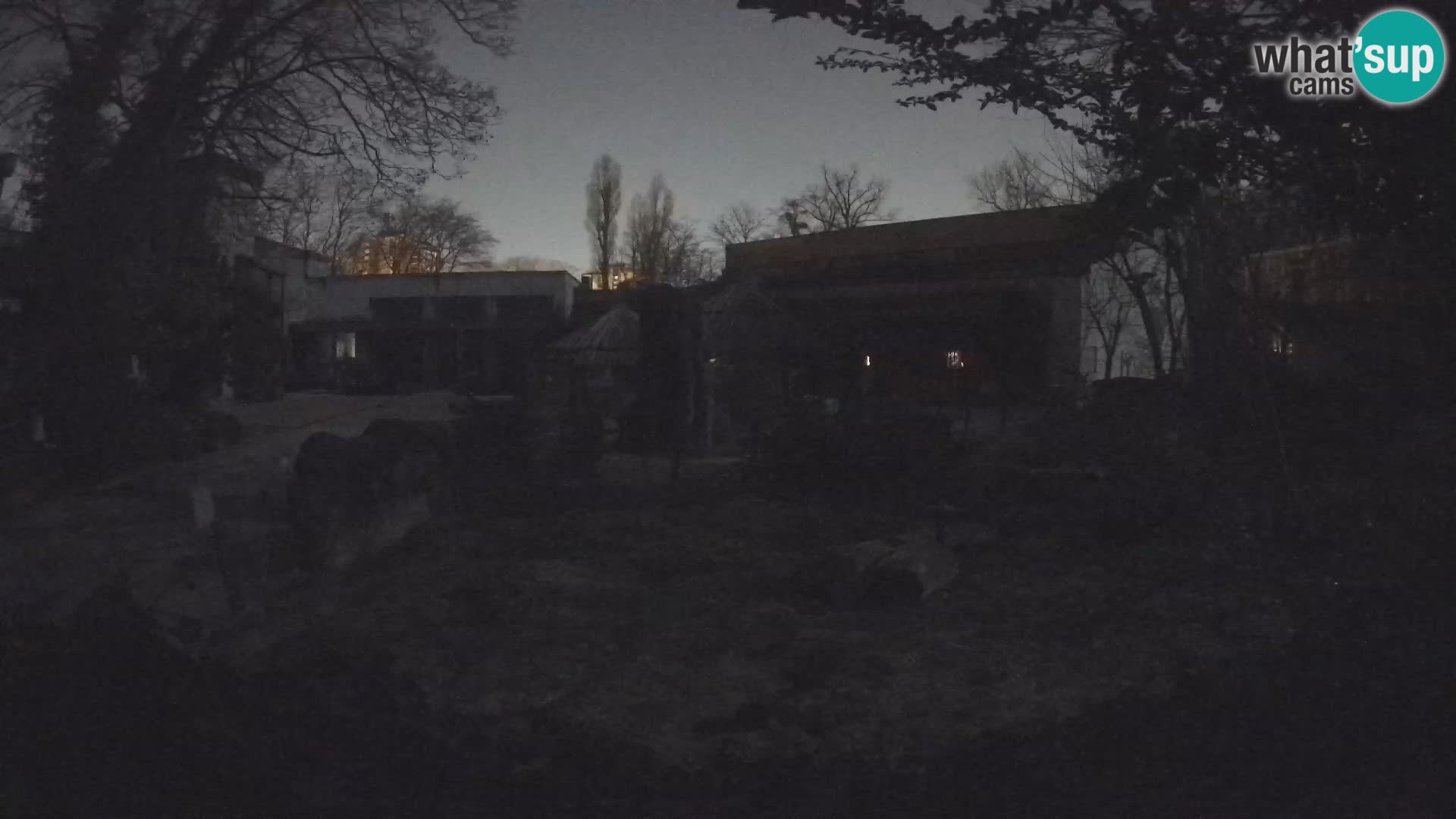 Zoo Zagreb – Suricate