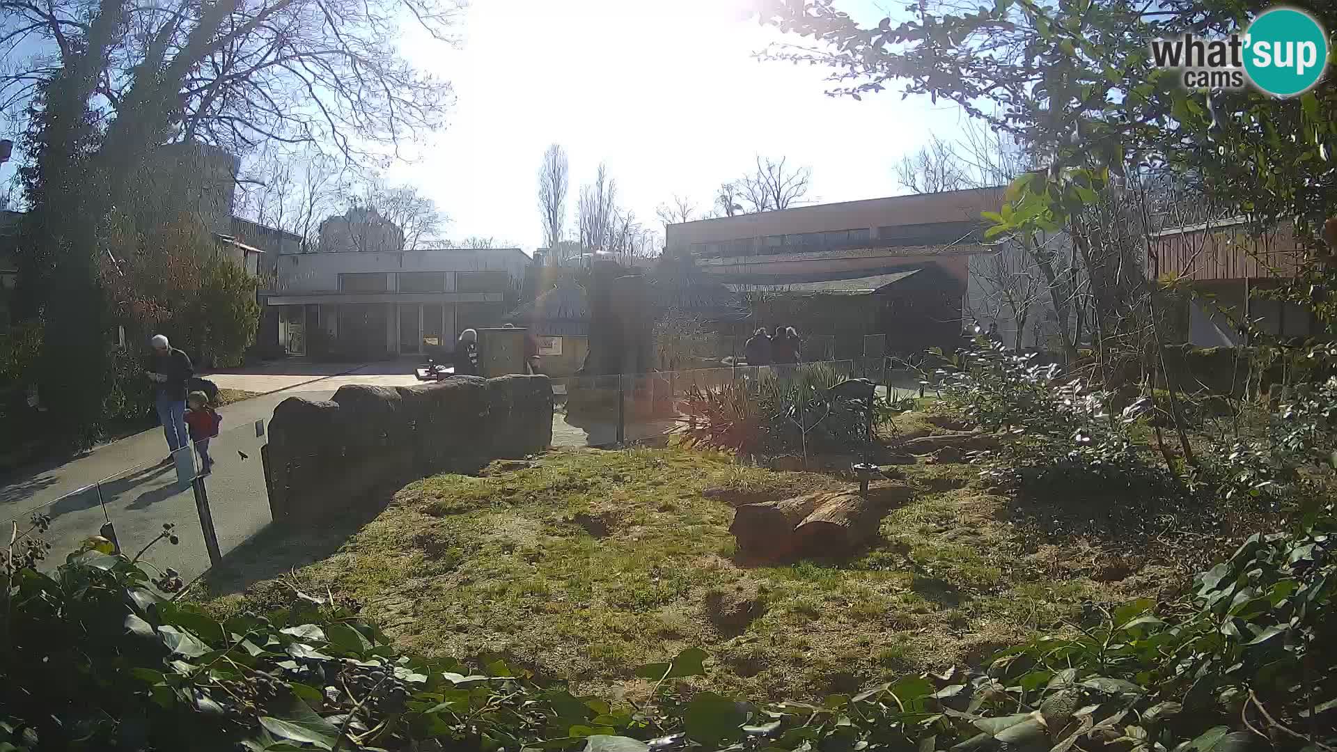 Zoo Zagreb – Merkat