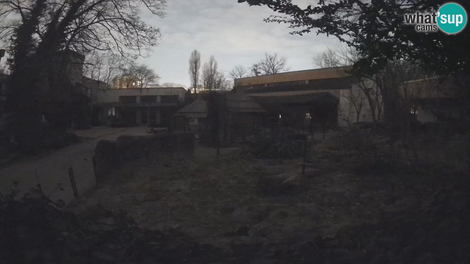 Zoo Zagreb – Suricata