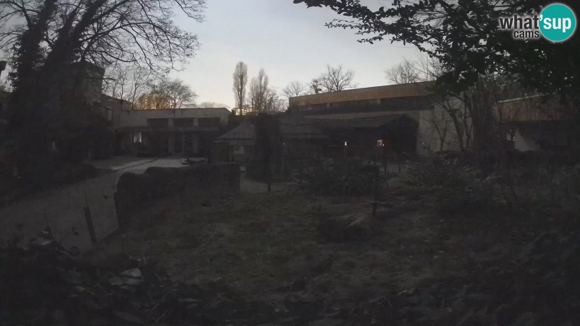 Zoo Zagreb – Suricata