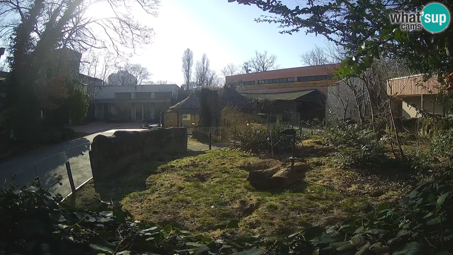 Zoo Zagreb – Surikate