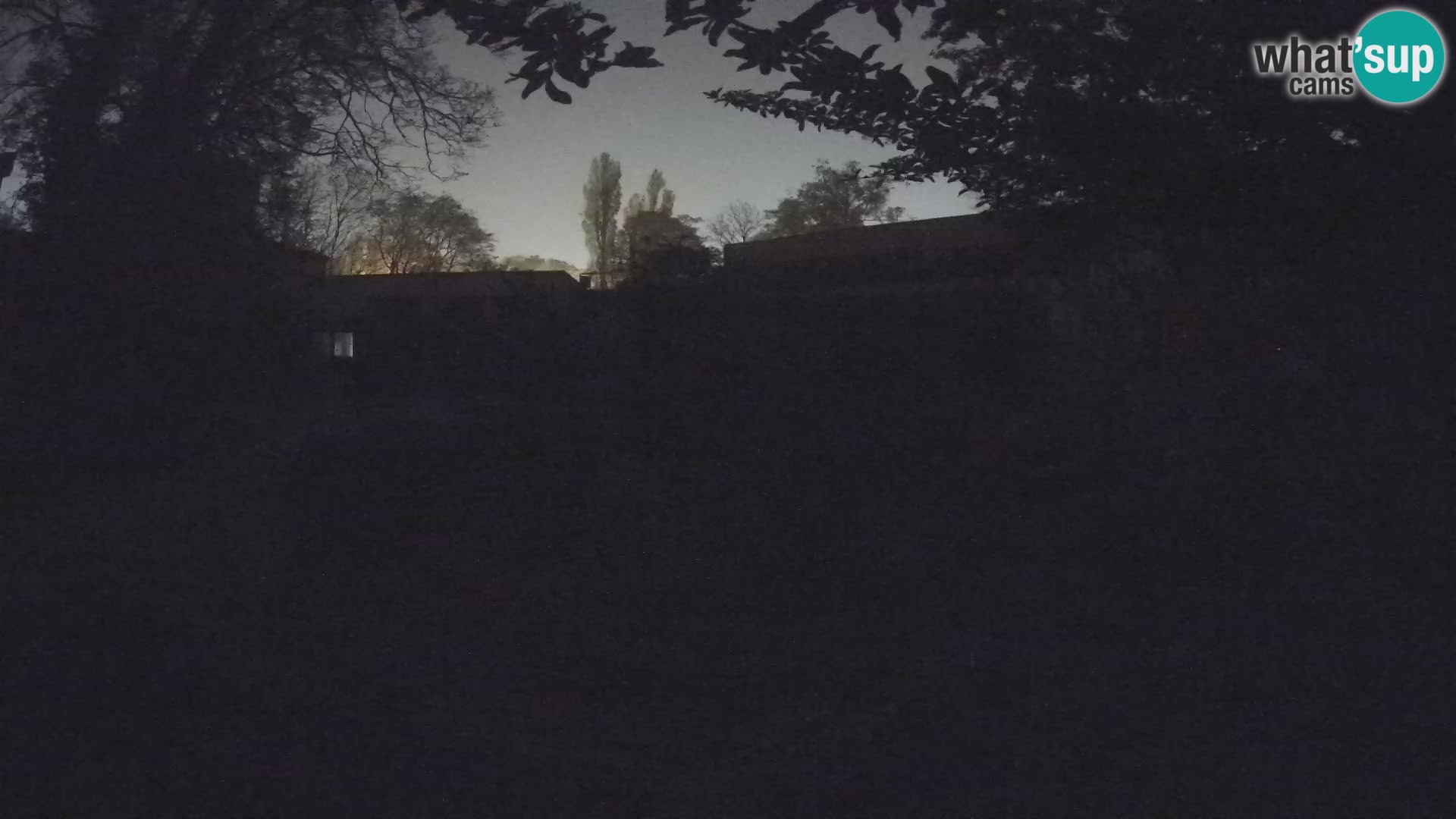 Zoo Zagreb – Suricata