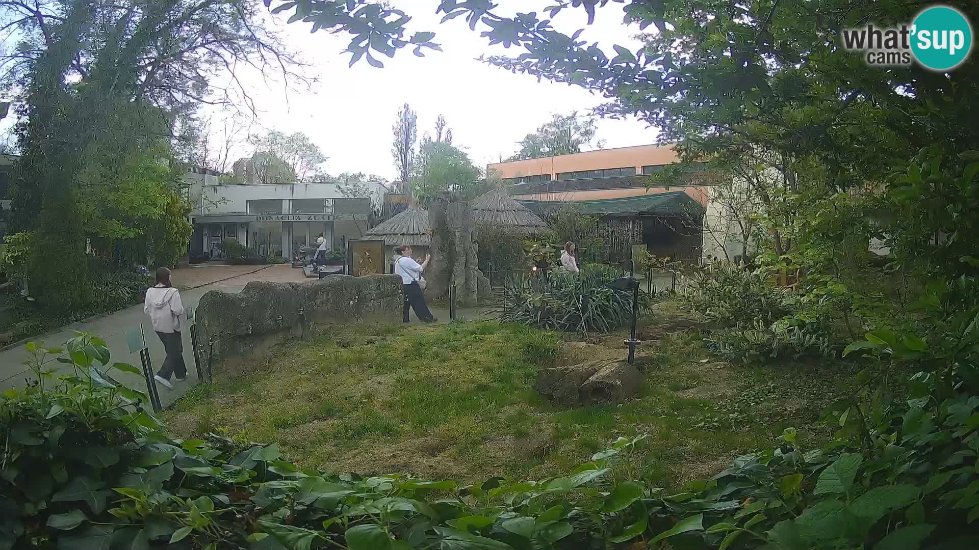 Zoo Zagreb – Merkat