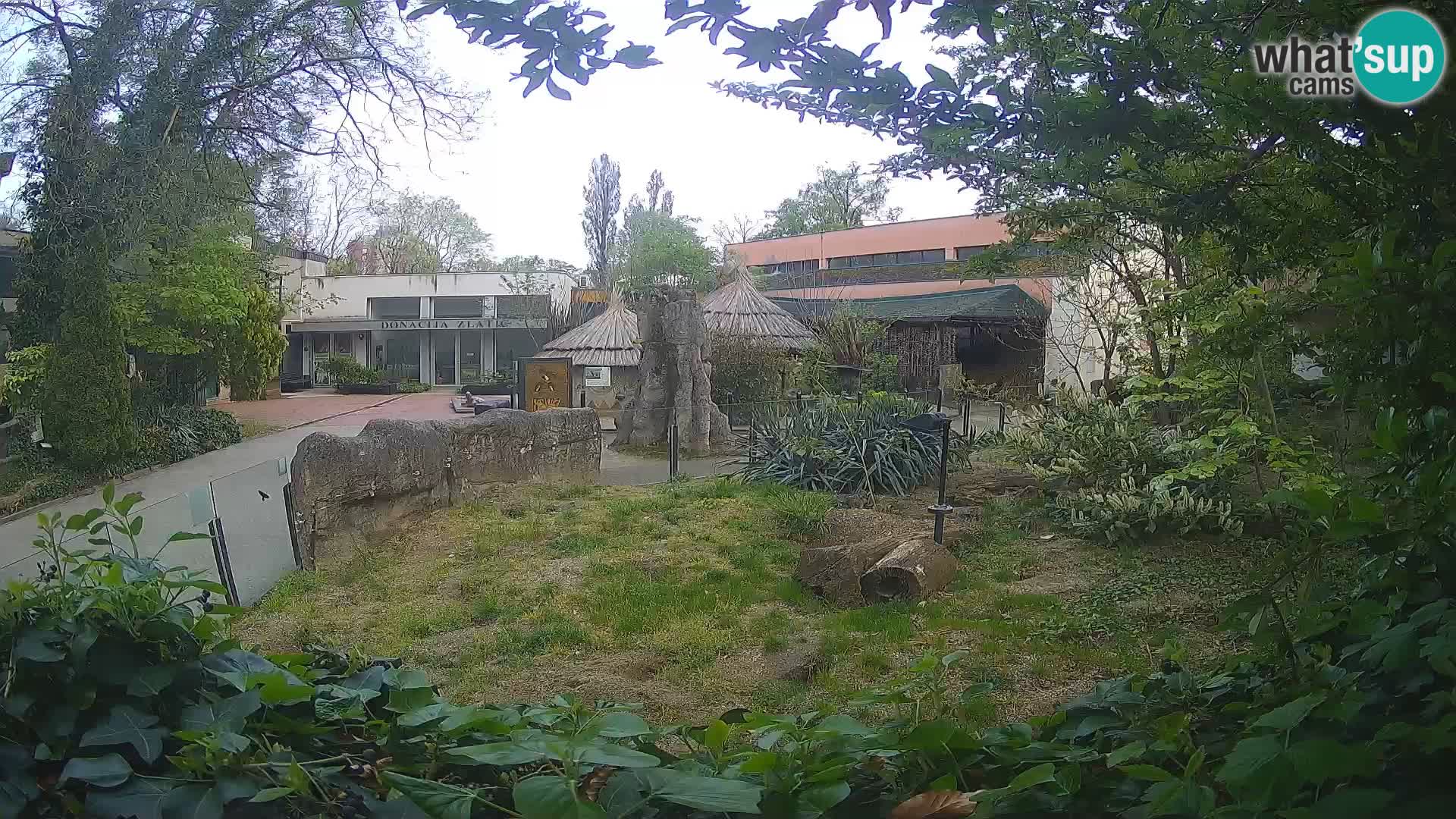 Zoo Zagreb – Suricata