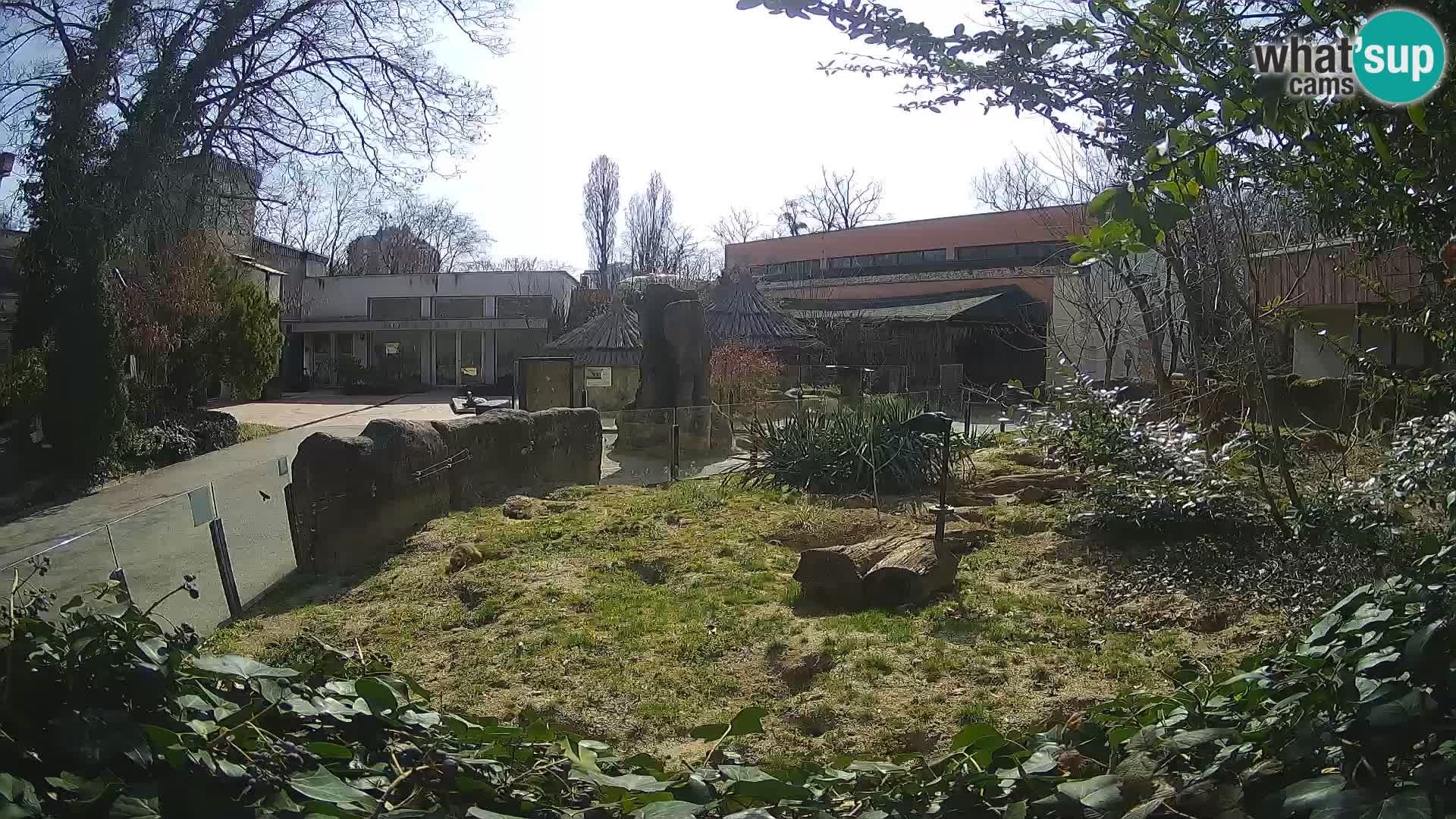 Zoo Zagreb – Suricata