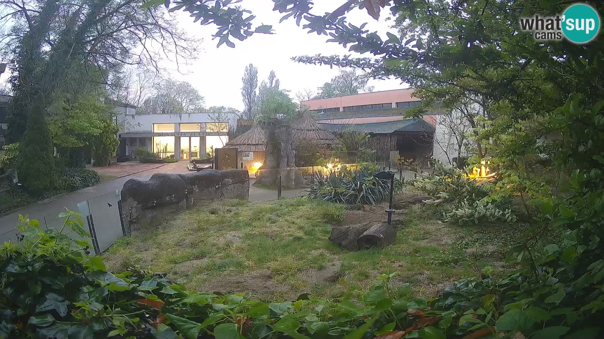 Zoo Zagreb – Suricata