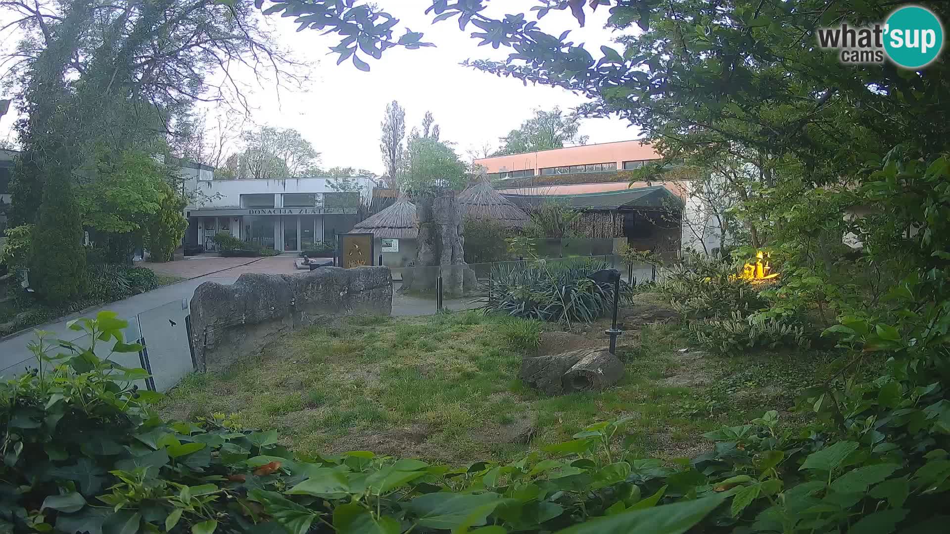 Zoo Zagreb – Suricata